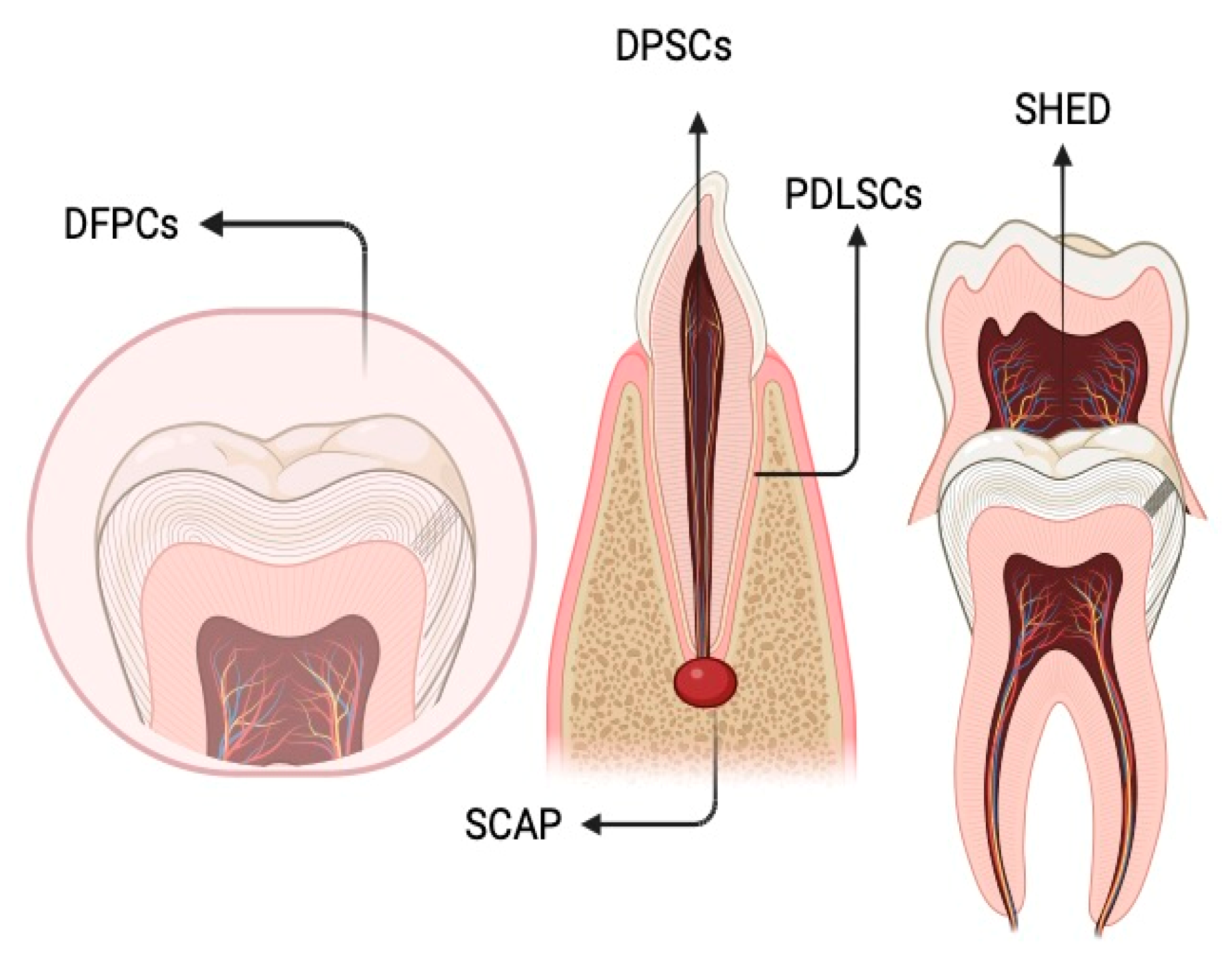 Medicina 60 00773 g003