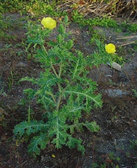 Antifungal and Anticancer Potential of Argemone mexicana L. Antifungal and Anticancer Potential of Argemone mexicana L.