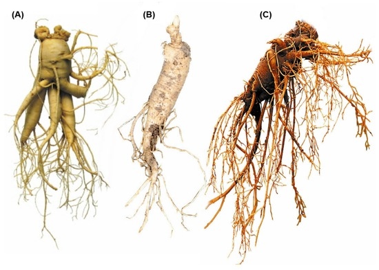Ginseng for Liver Injury: Friend or Foe Ginseng for Liver Injury: Friend or Foe