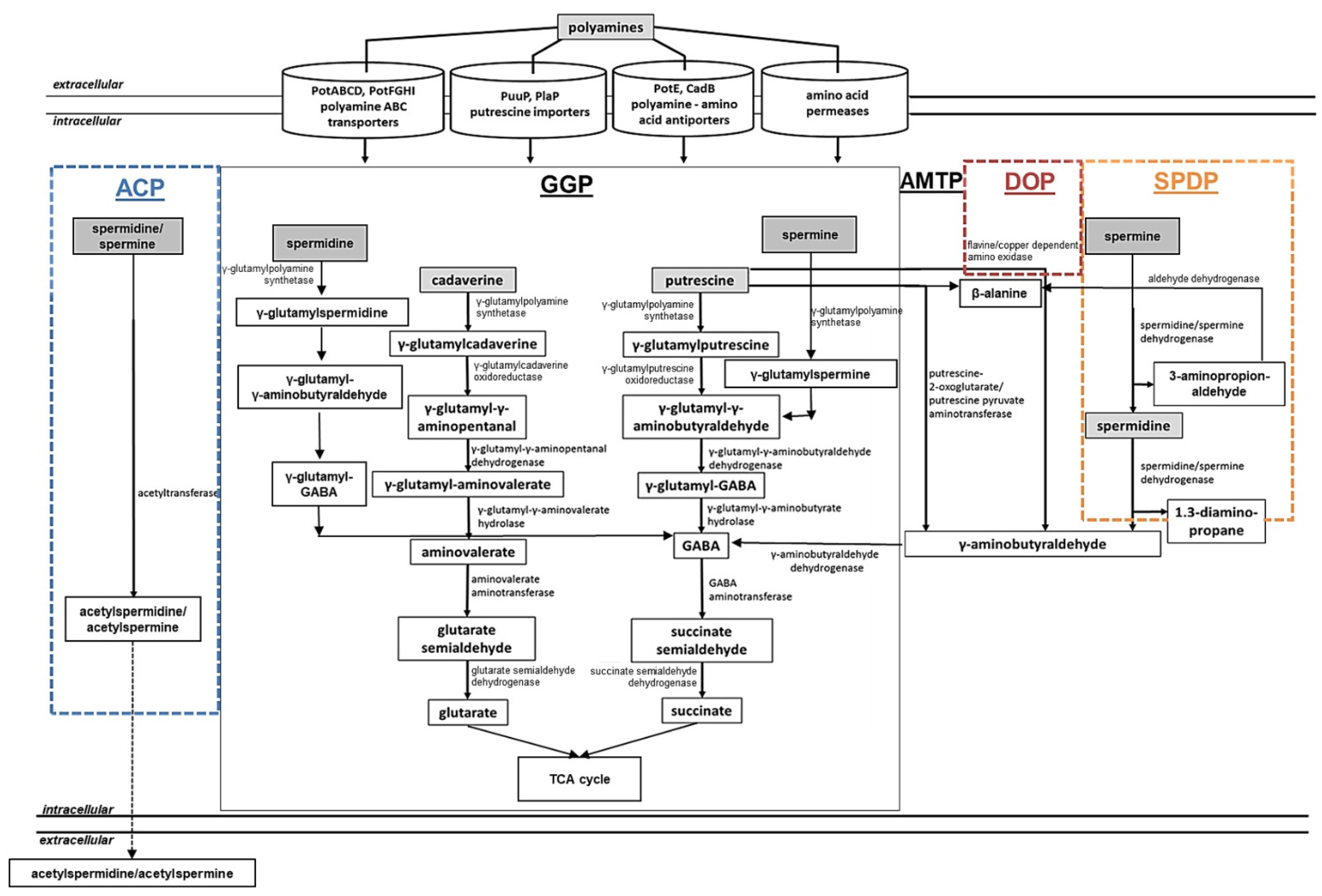 Medsci 10 00040 g003