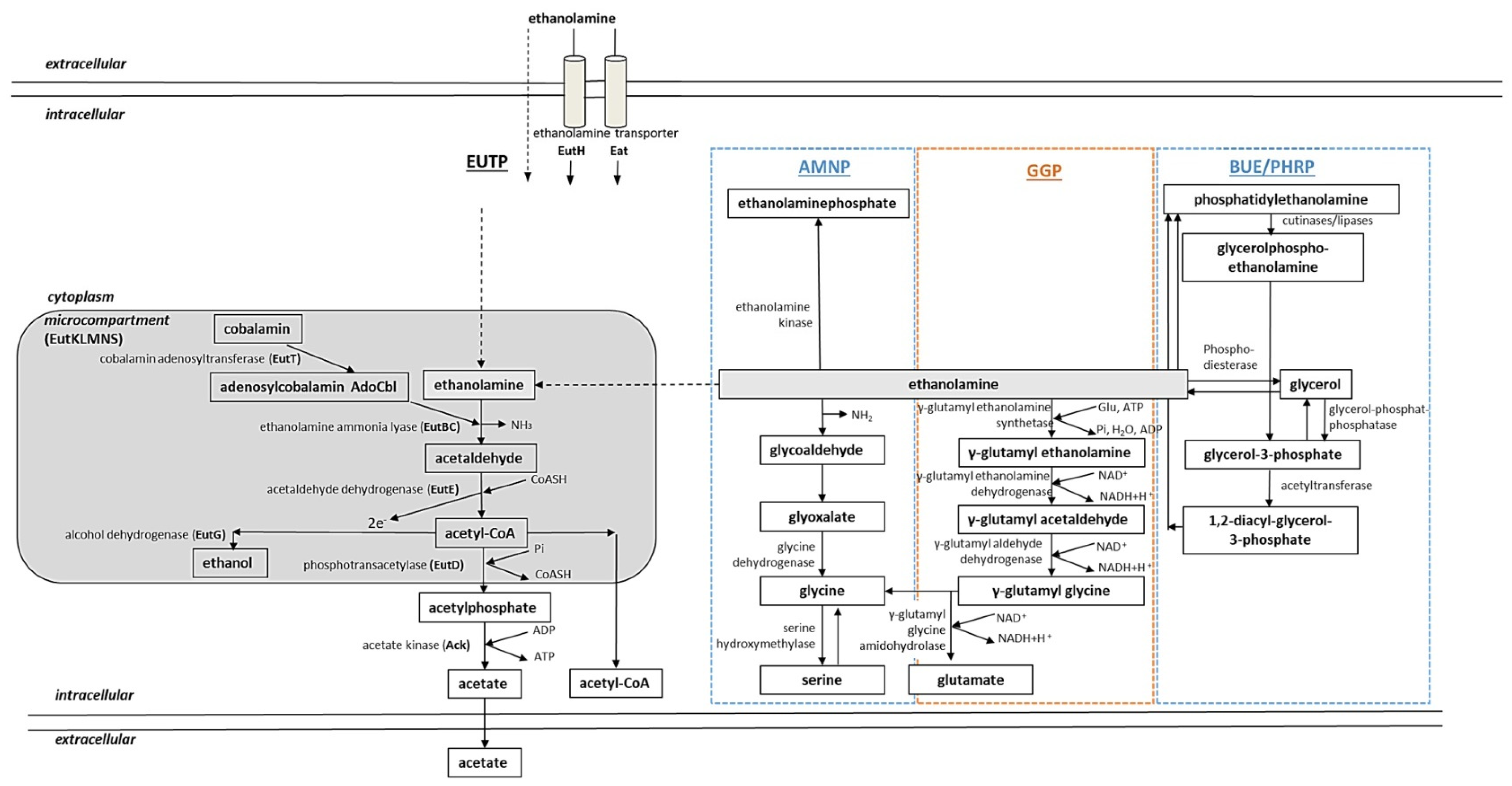 Medsci 10 00040 g005