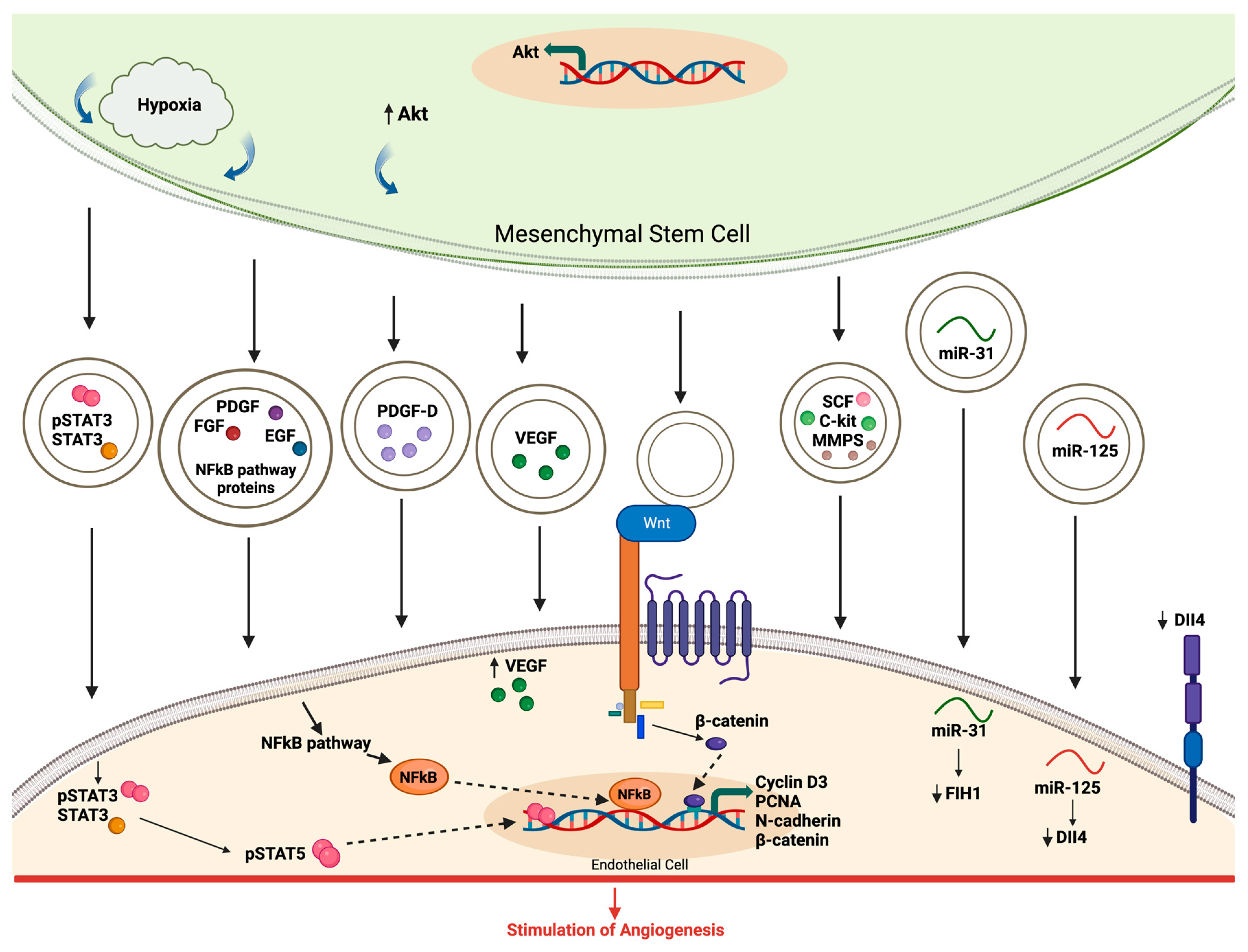 Medsci 12 00004 g005