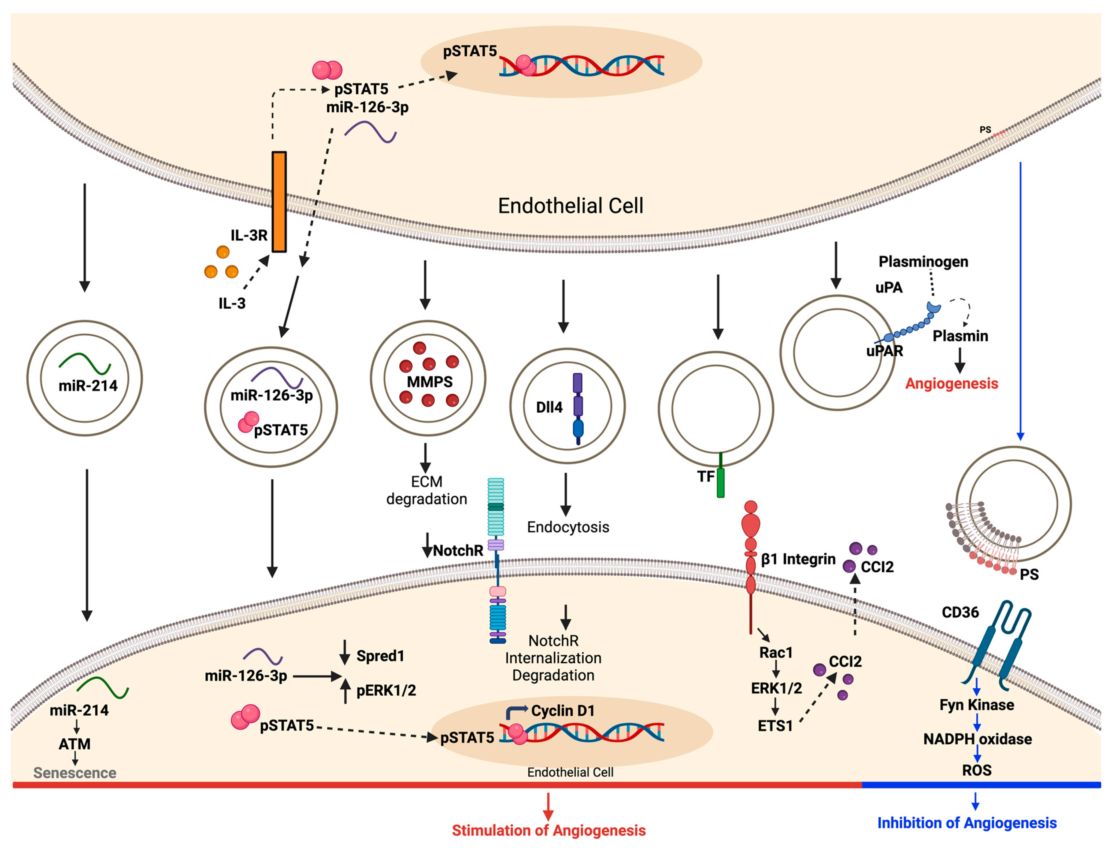 Medsci 12 00004 g006