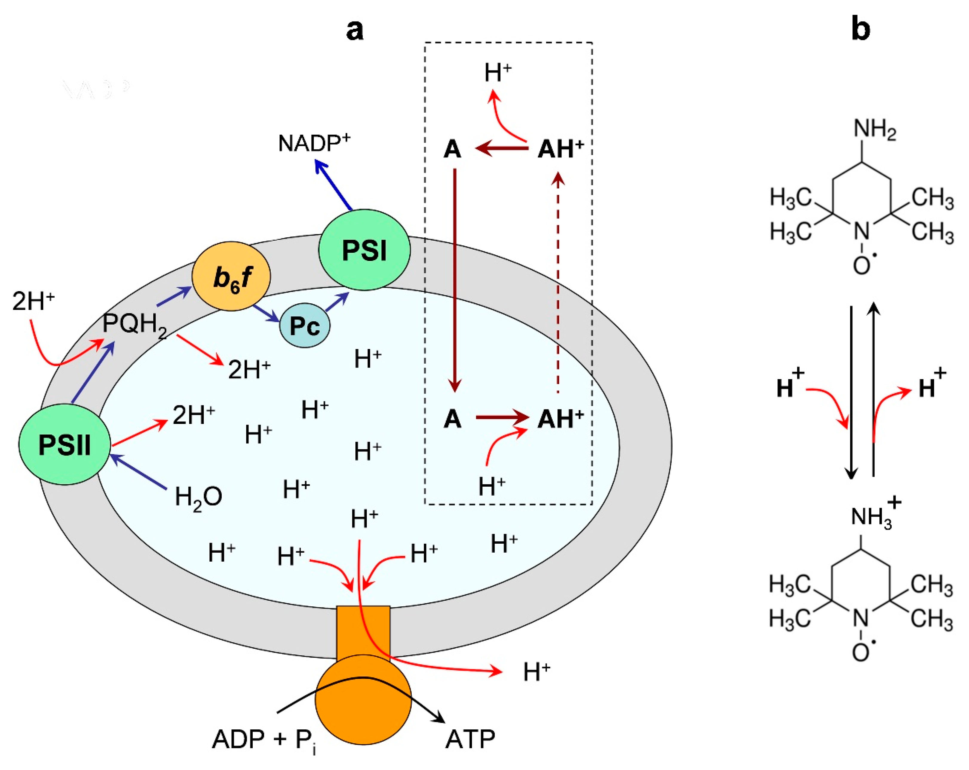 Membranes 13 00866 g003
