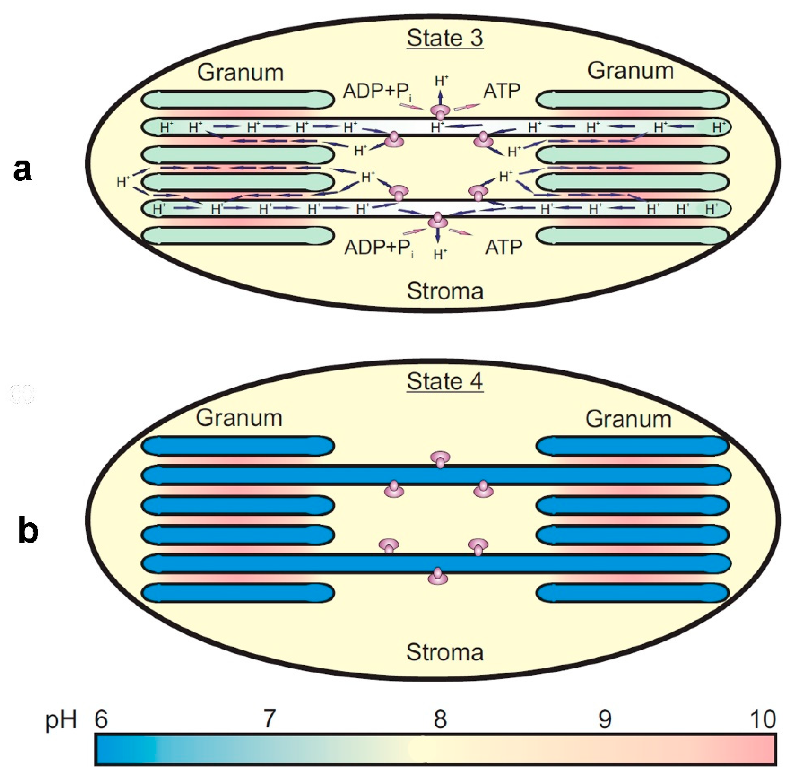Membranes 13 00866 g005