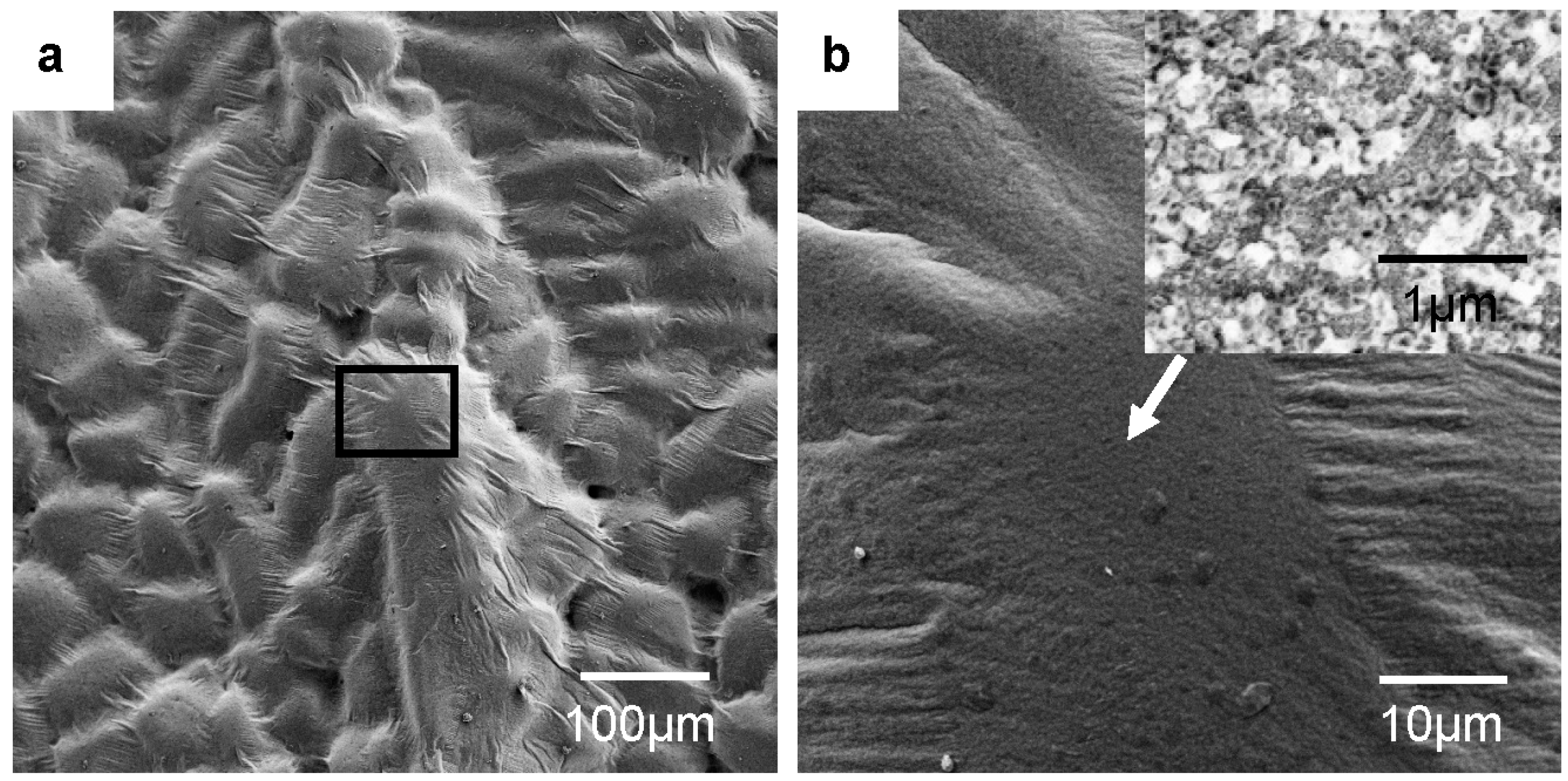 Metals 06 00131 g003