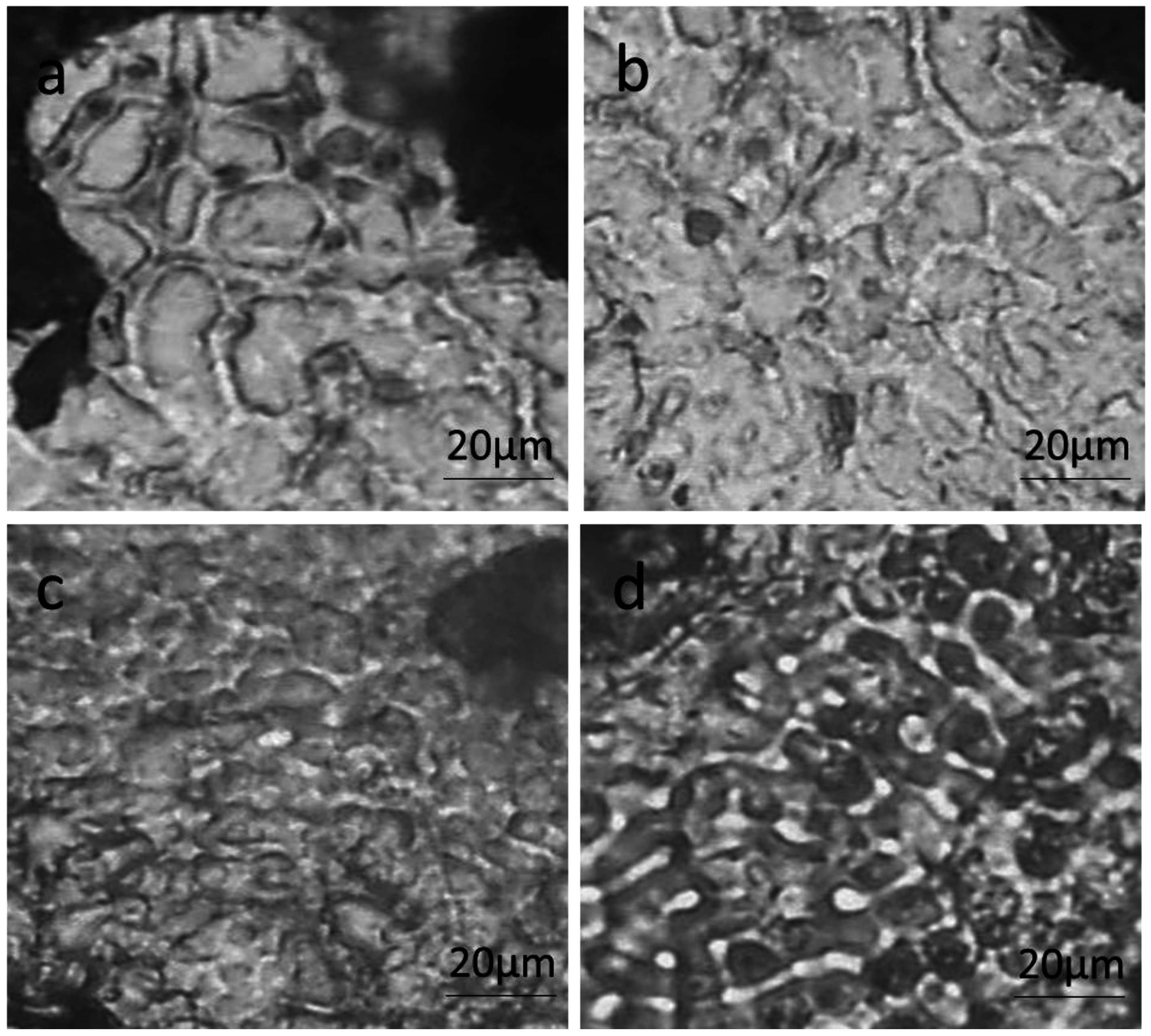 Metals 06 00259 g002