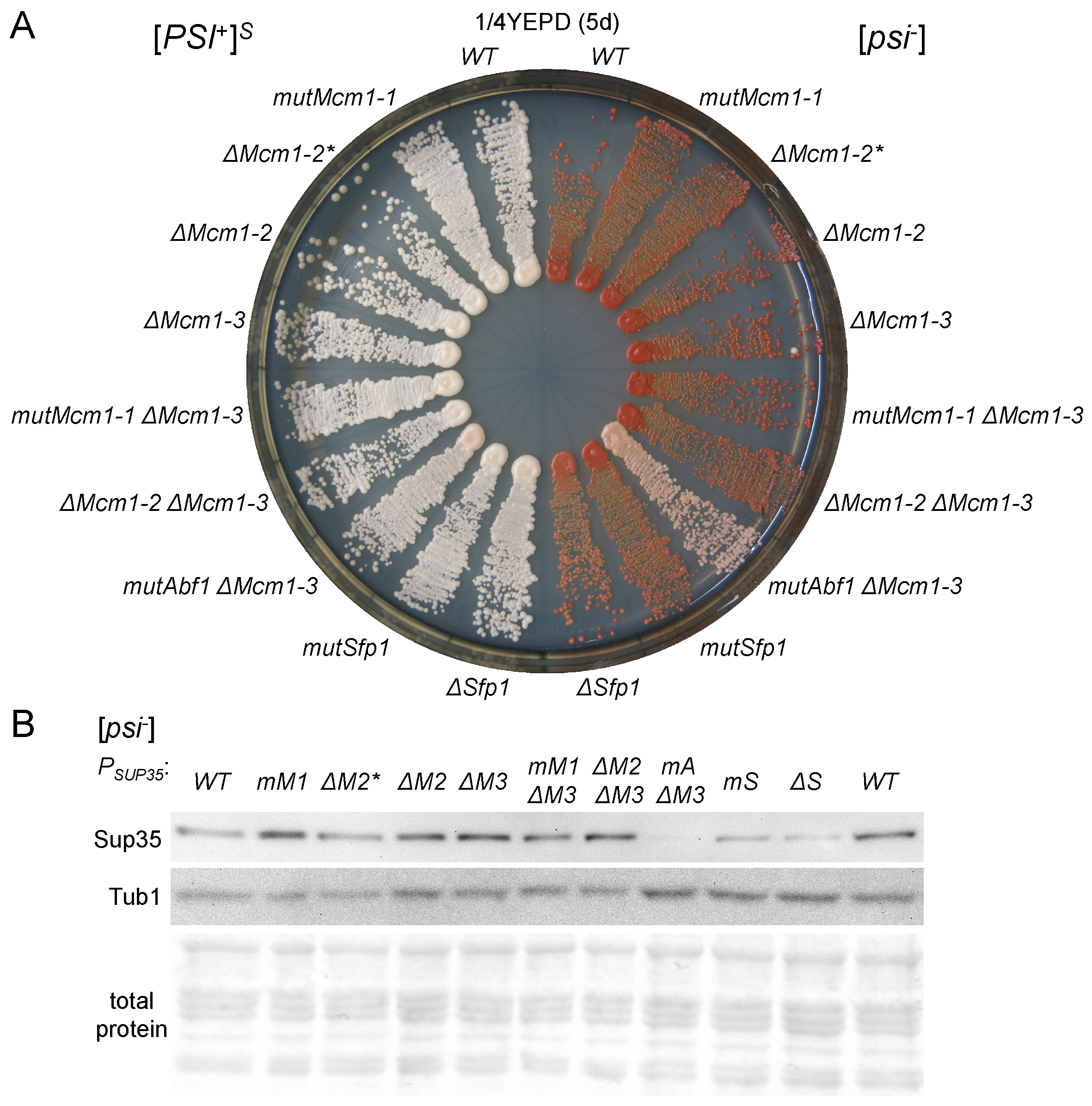 Microbiolres 15 00034 g003
