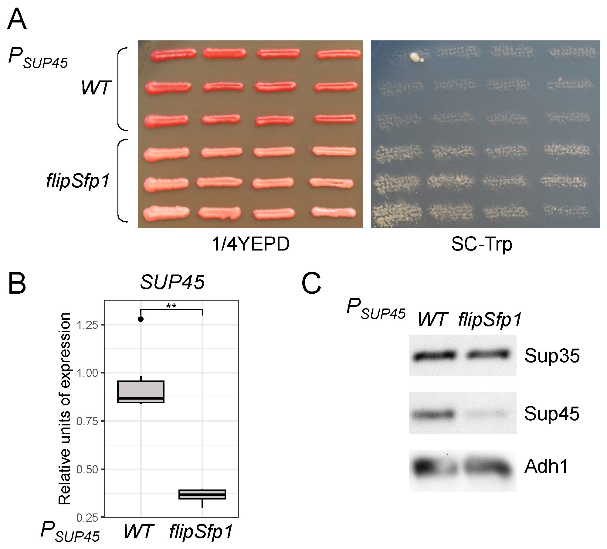 Microbiolres 15 00034 g006