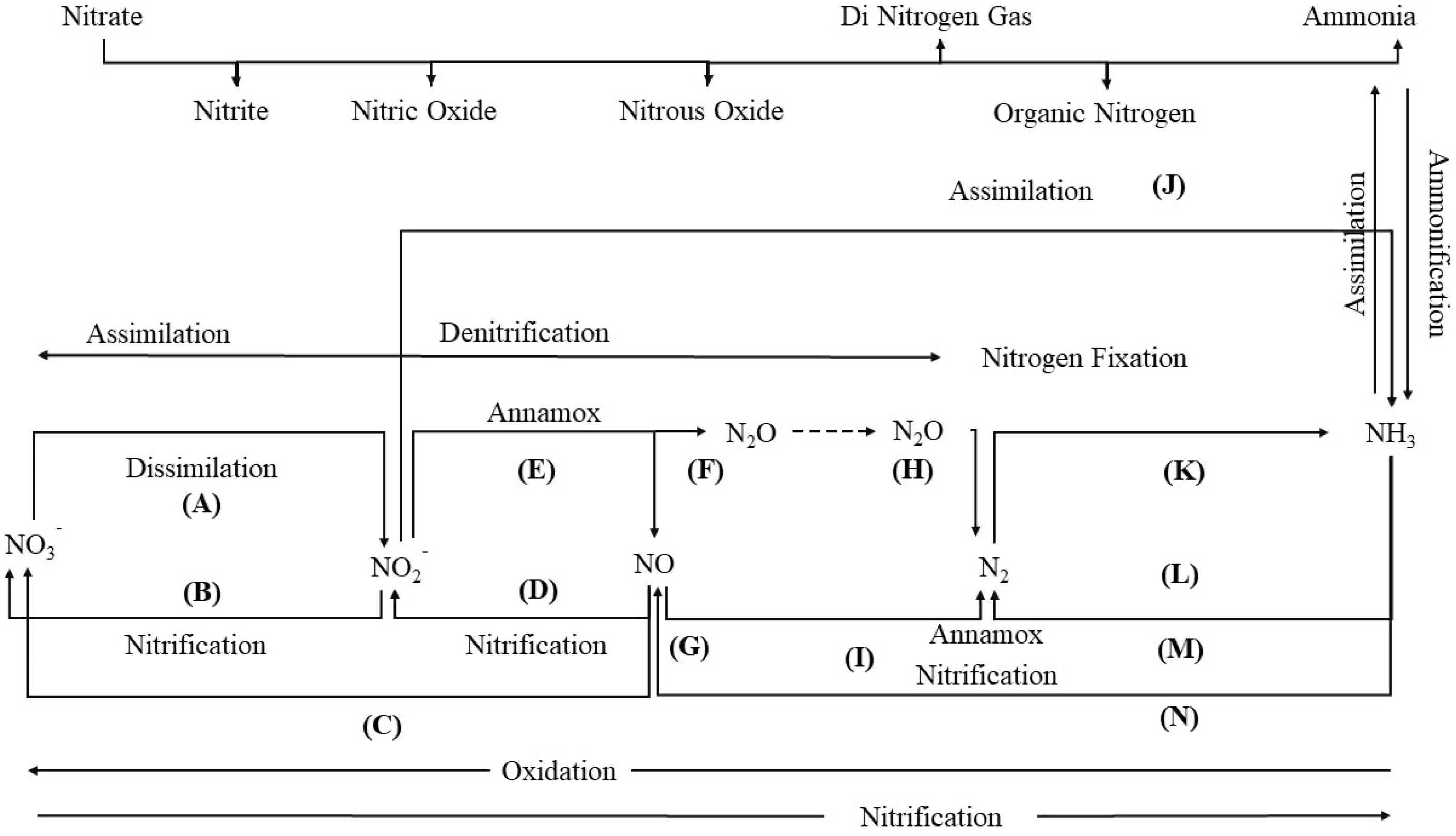 Microbiolres 15 00052 g002