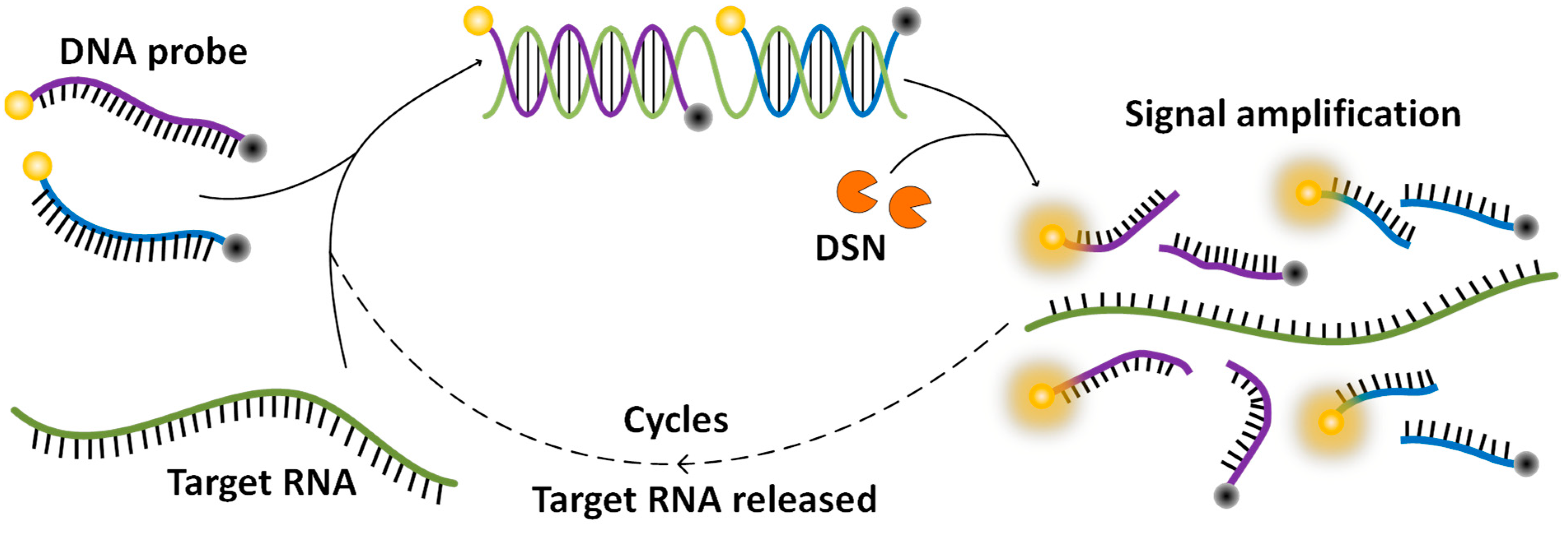 Micromachines Free Full Text SARS CoV 2 RNA Detection With Duplex