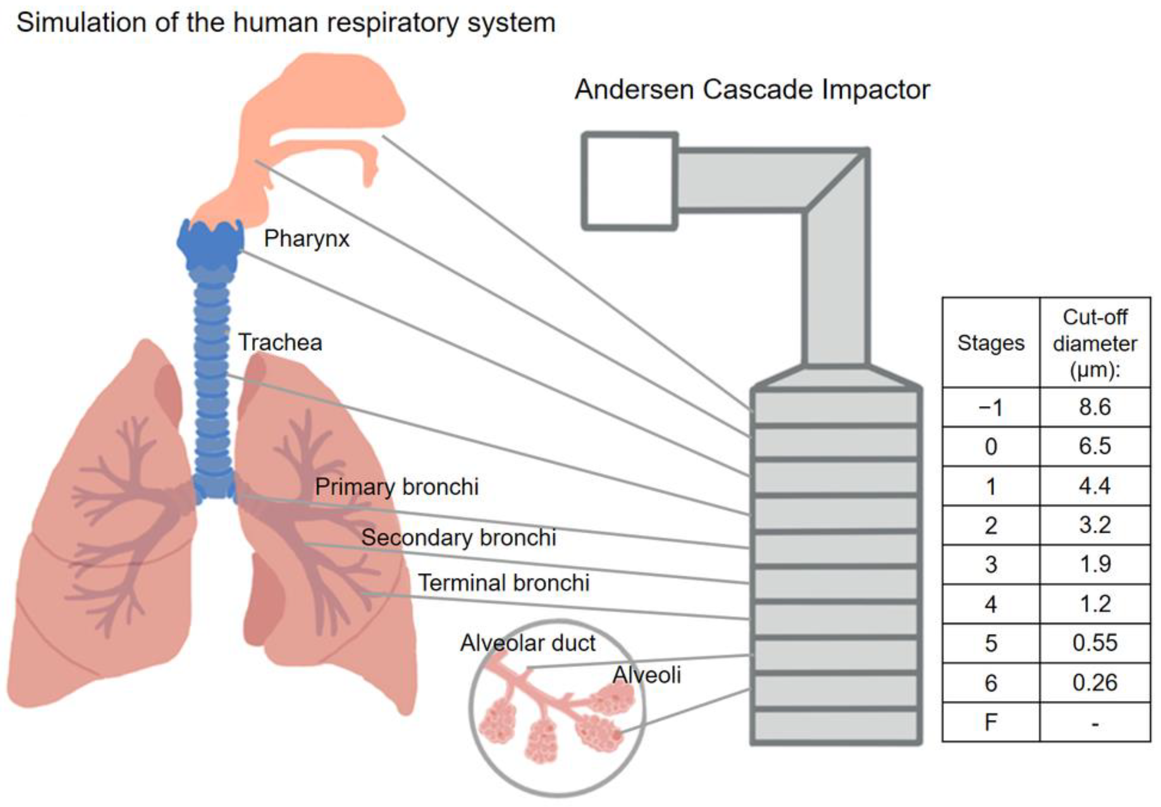 Chemical Makeup Of Human Body Fma Saubhaya Makeup