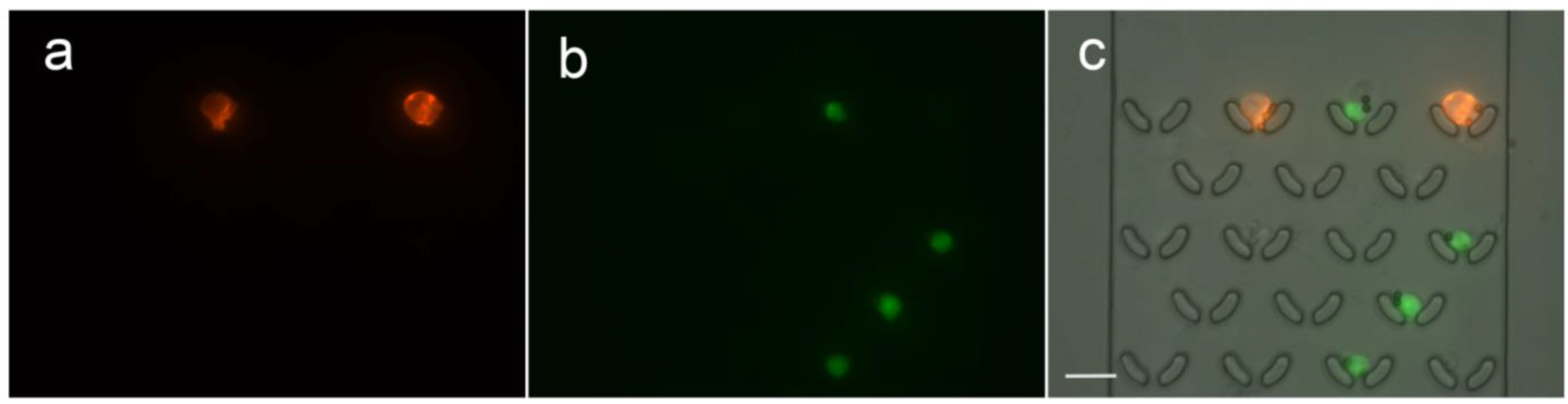 Micromachines 15 00542 g005