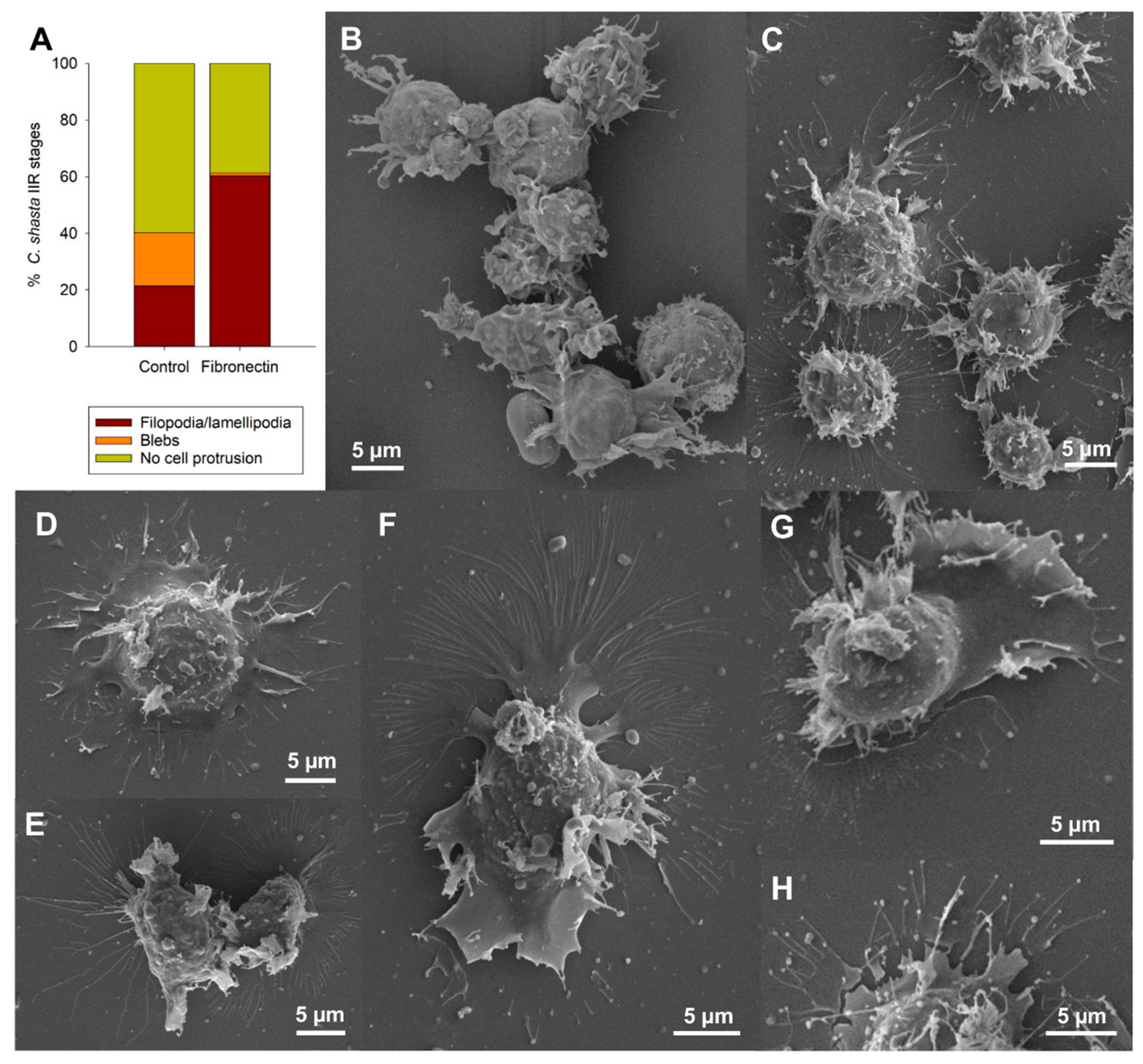 Microorganisms 07 00397 g005 Microorganisms 07 00397 g005