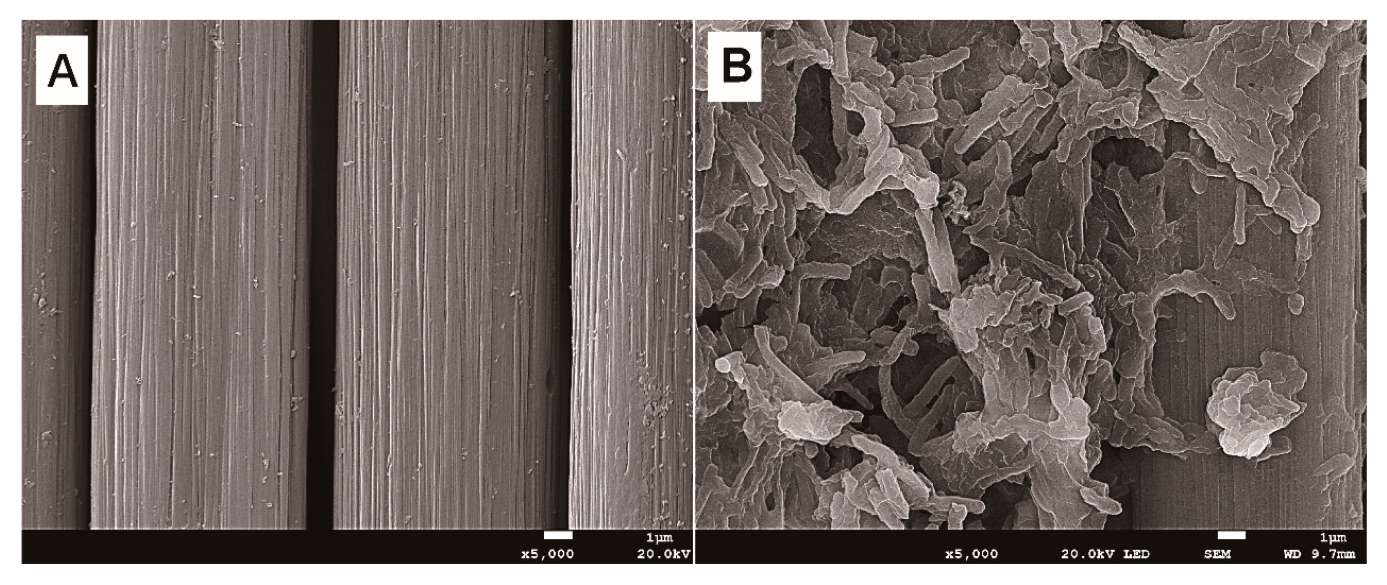 Microorganisms 08 00041 g006