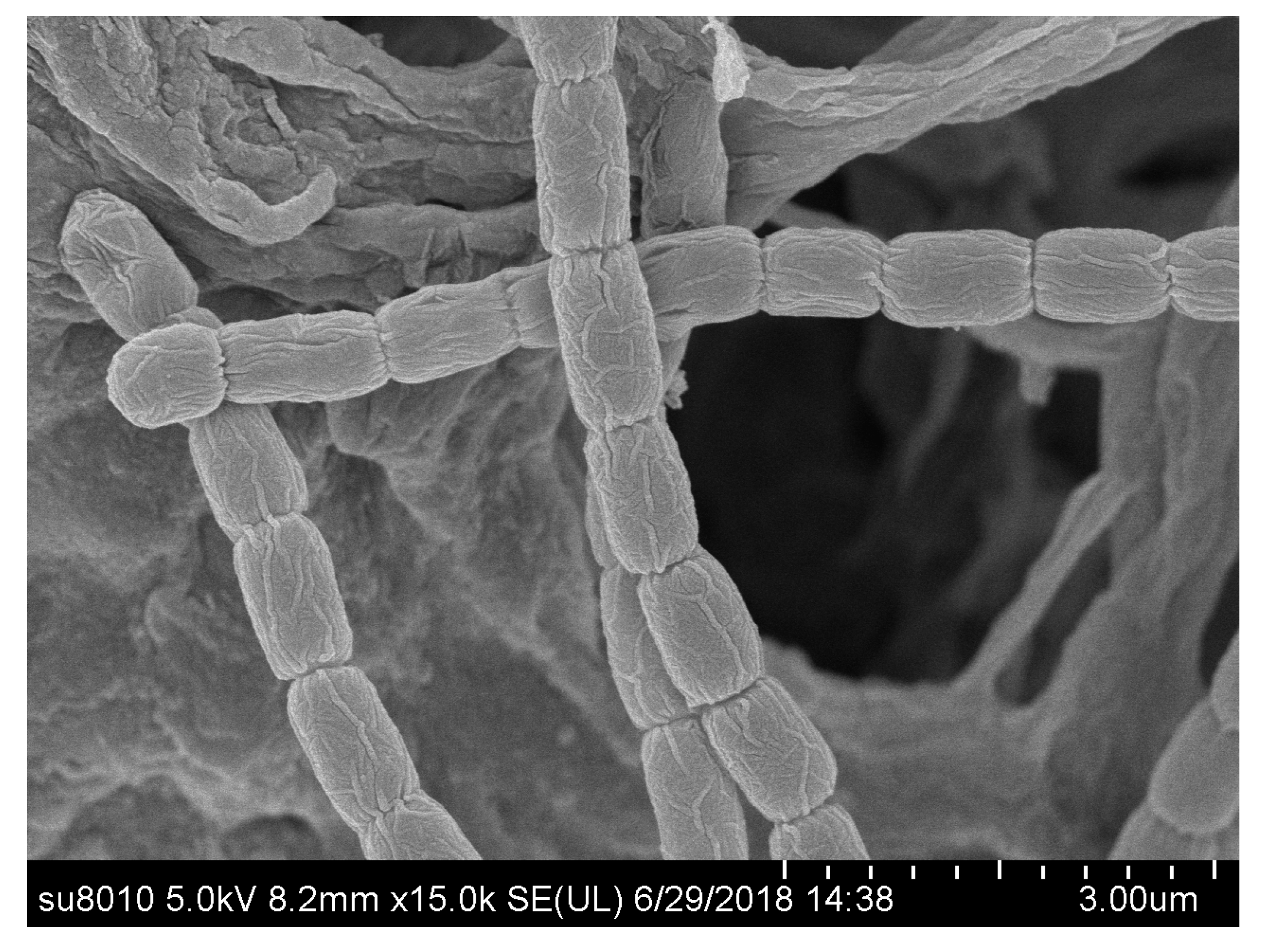 Microorganisms Free Full Text Community Structures And Antifungal