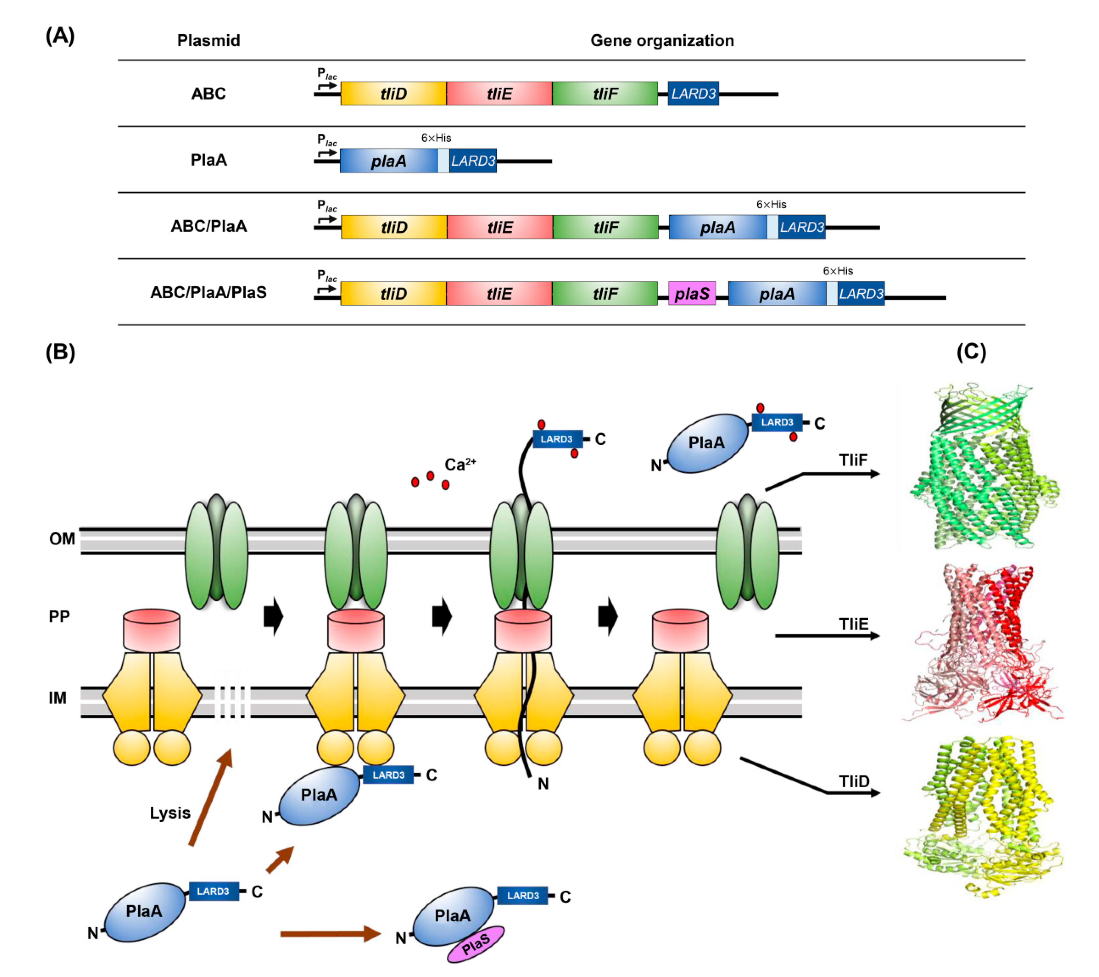Microorganisms 08 00239 g001