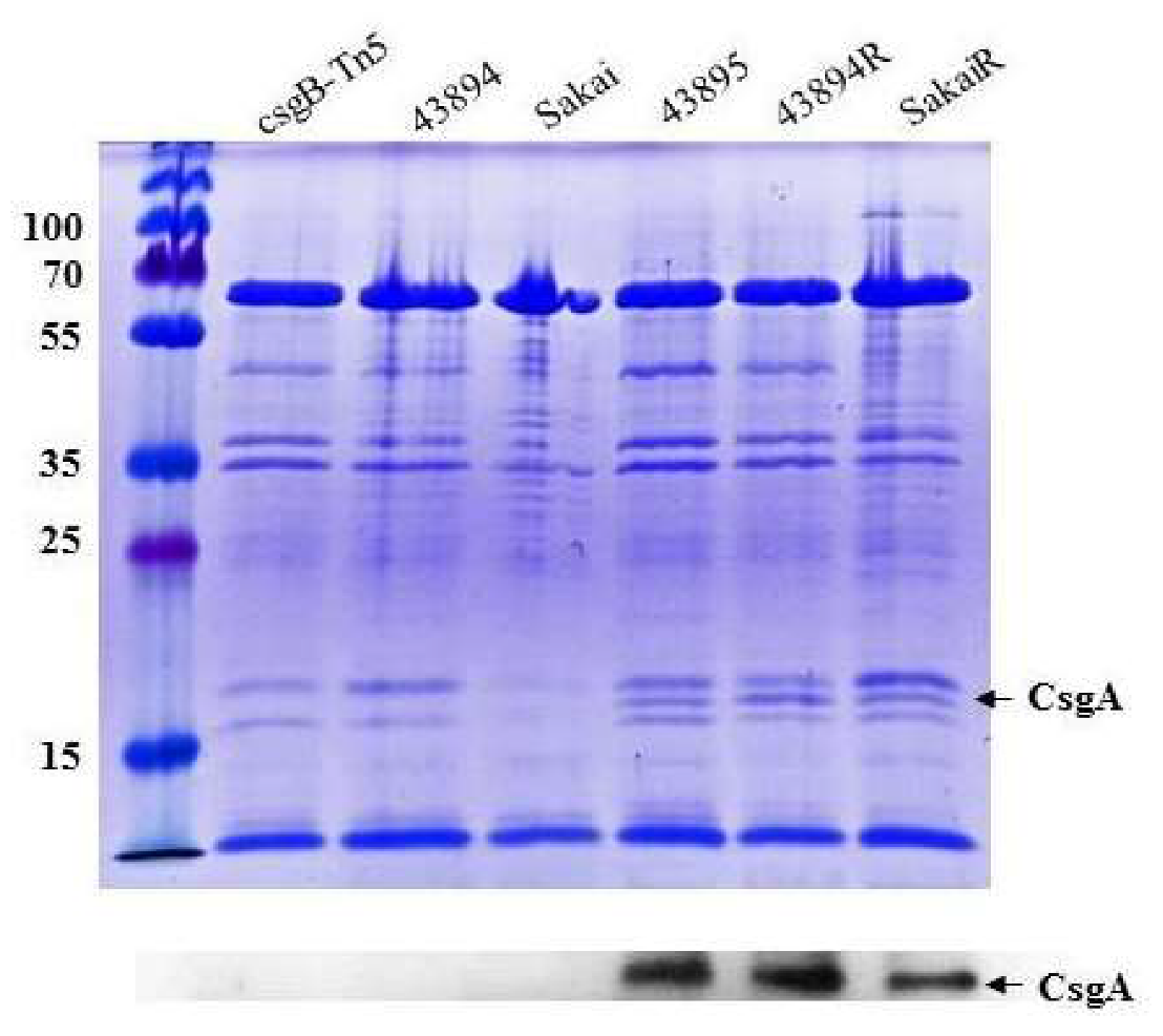 Microorganisms 08 00580 g004 Microorganisms 08 00580 g004