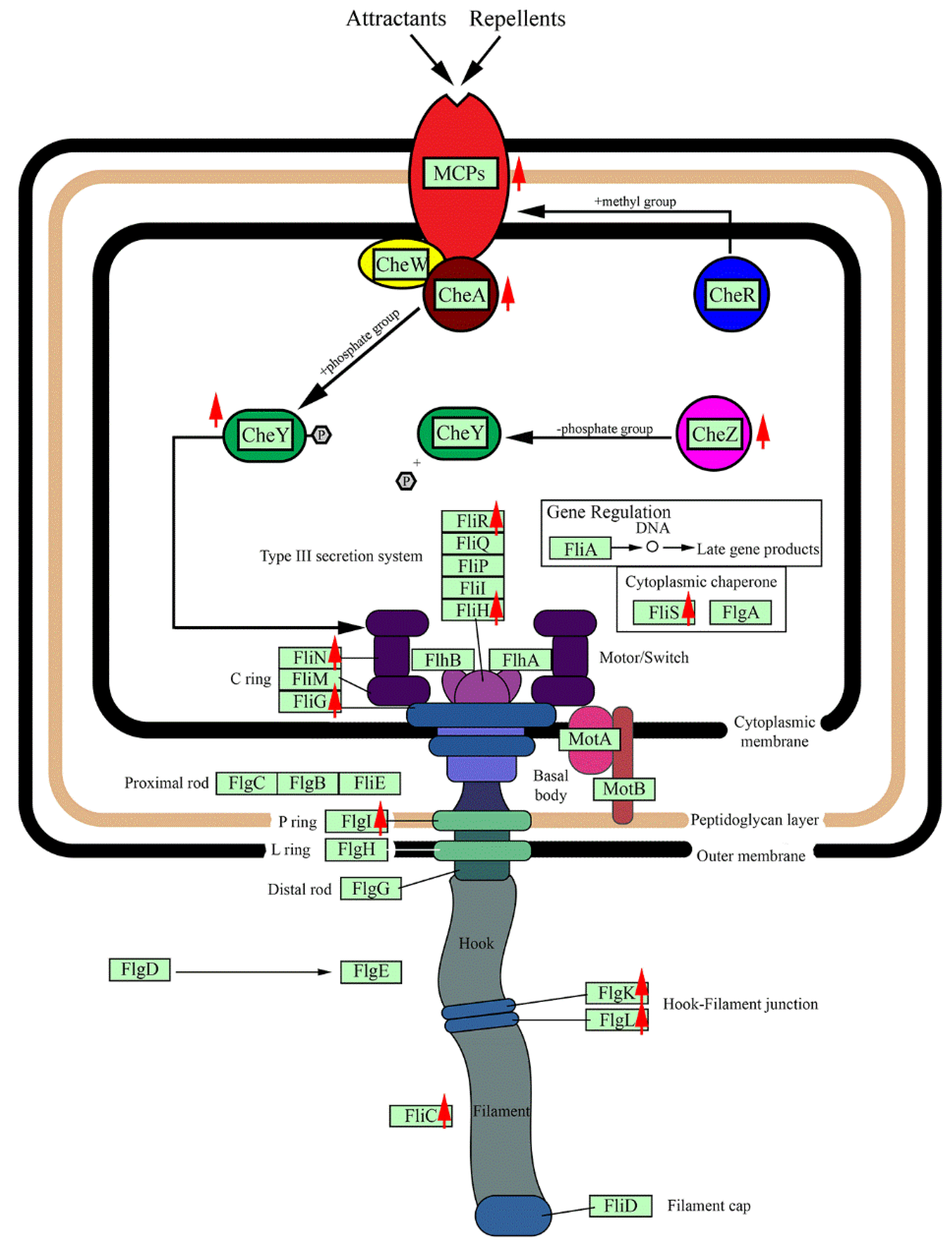 Microorganisms 08 00976 g005