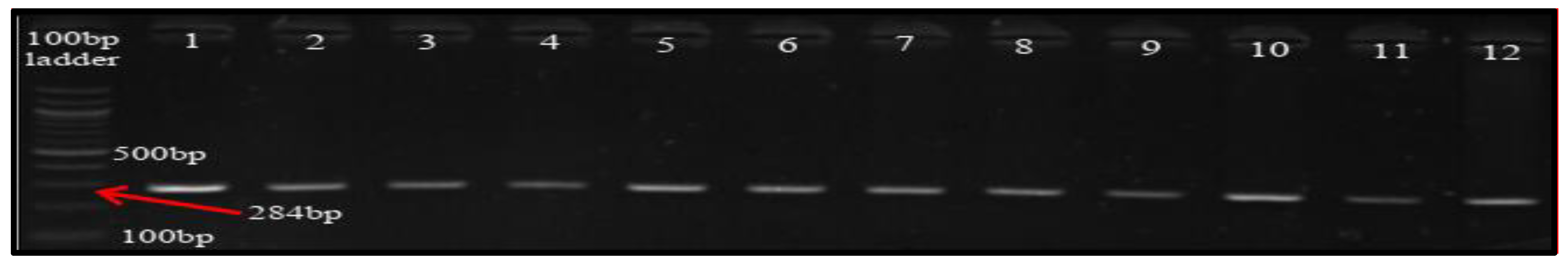 Microorganisms 08 01081 g002