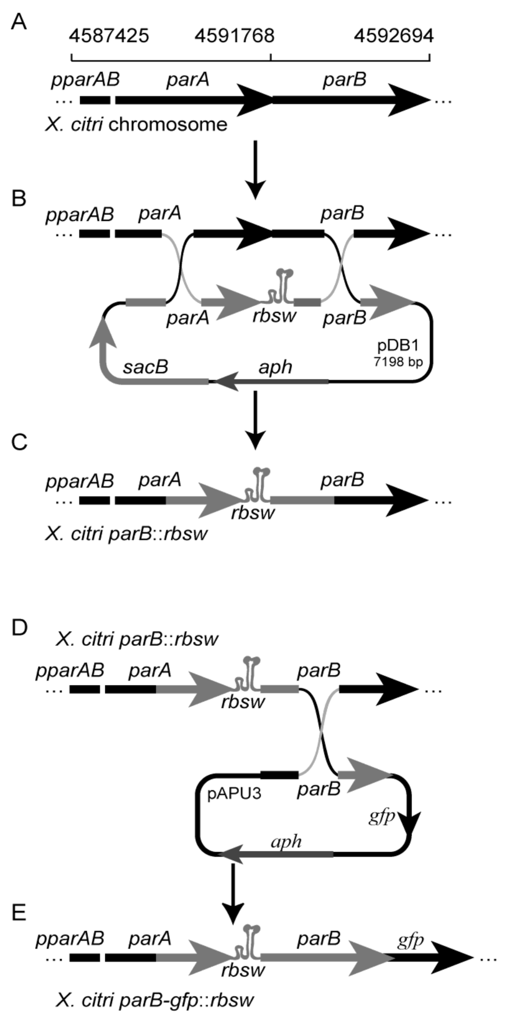 Microorganisms 09 00329 g002
