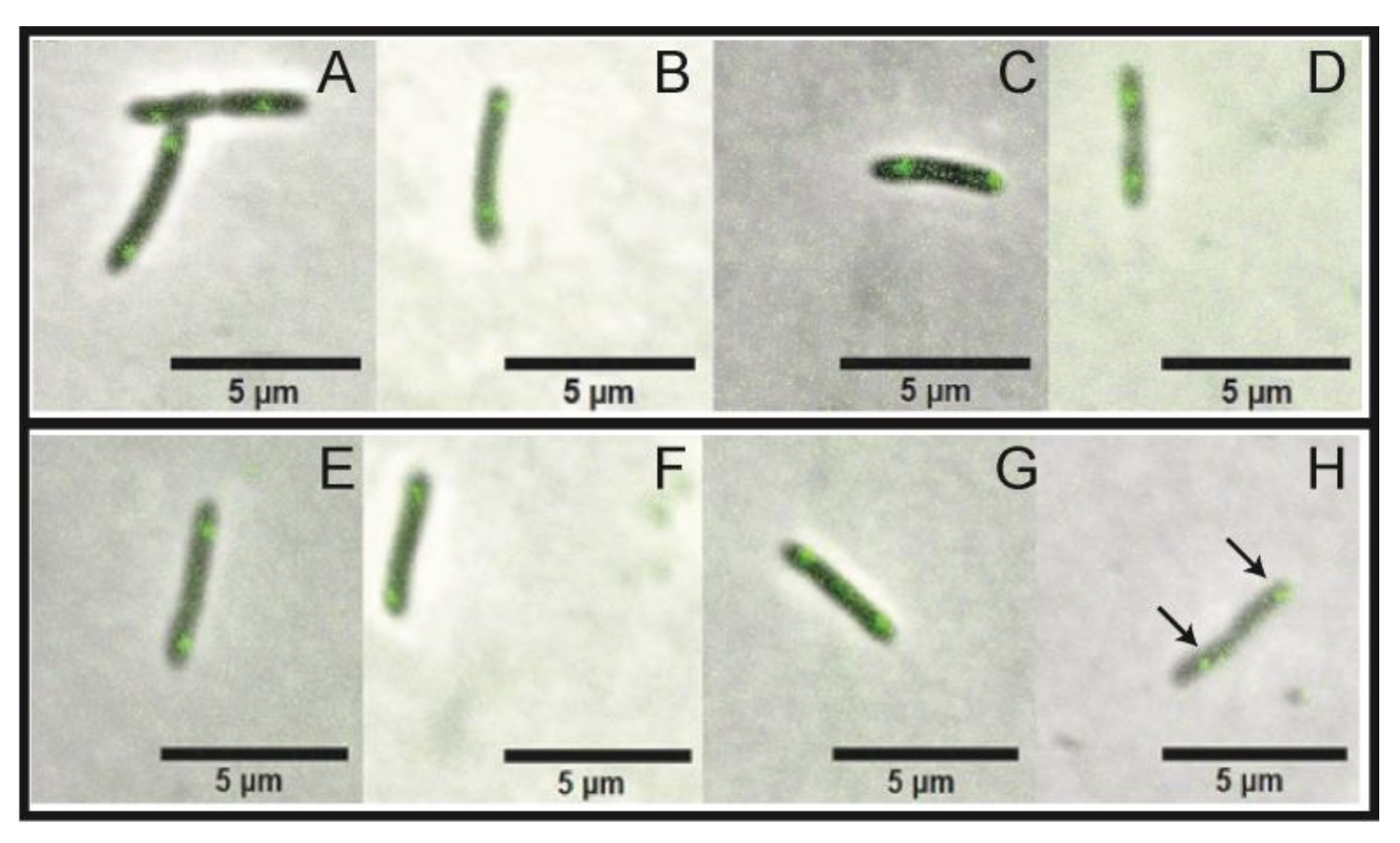 Microorganisms 09 00329 g006