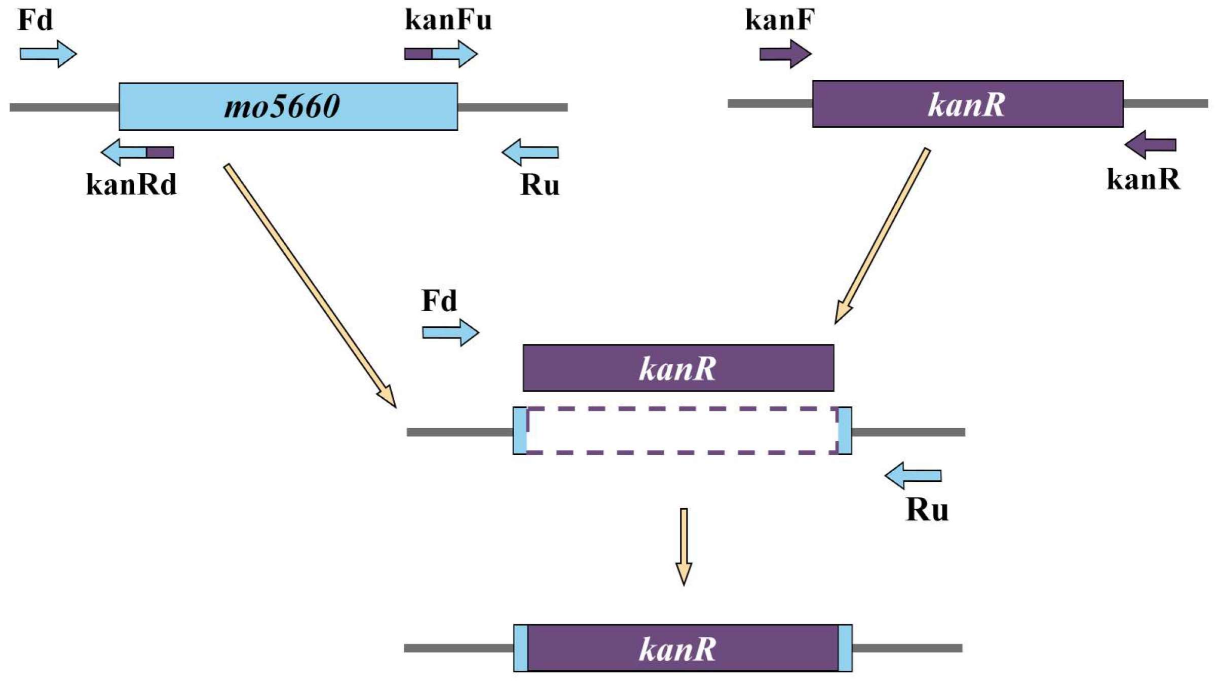 Microorganisms 09 01261 g002