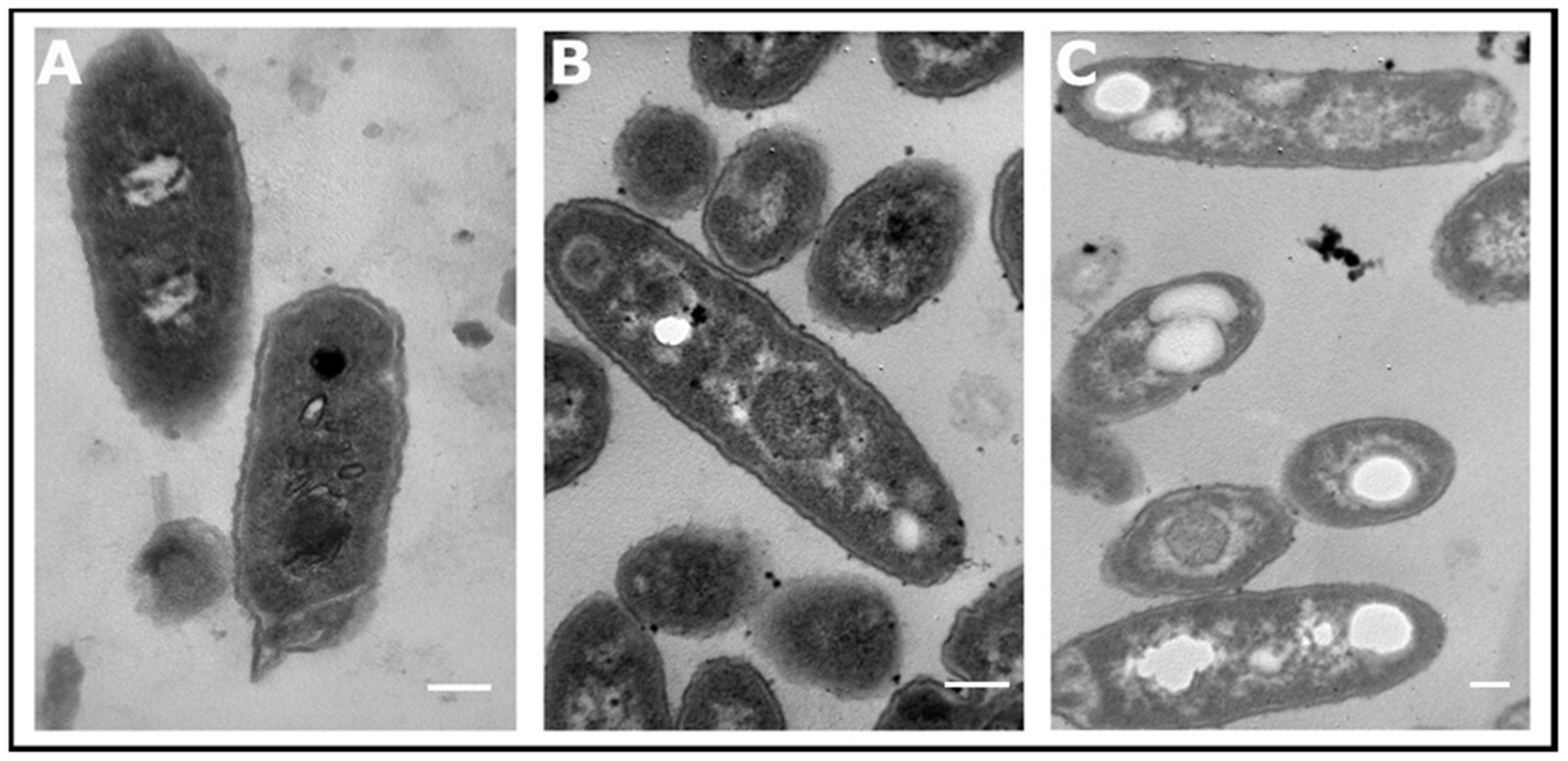 Microorganisms 09 01636 g004