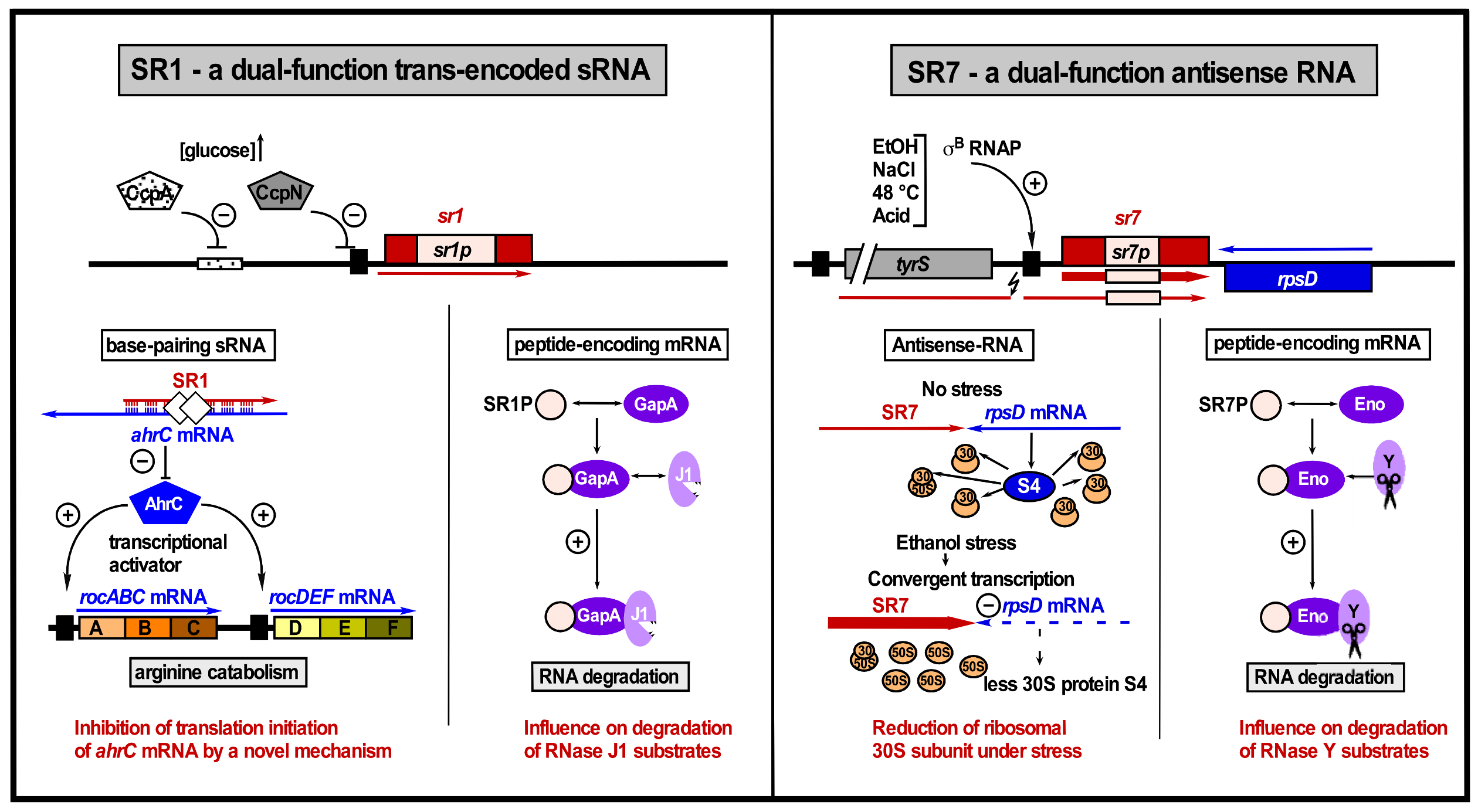 Microorganisms 09 01865 g003
