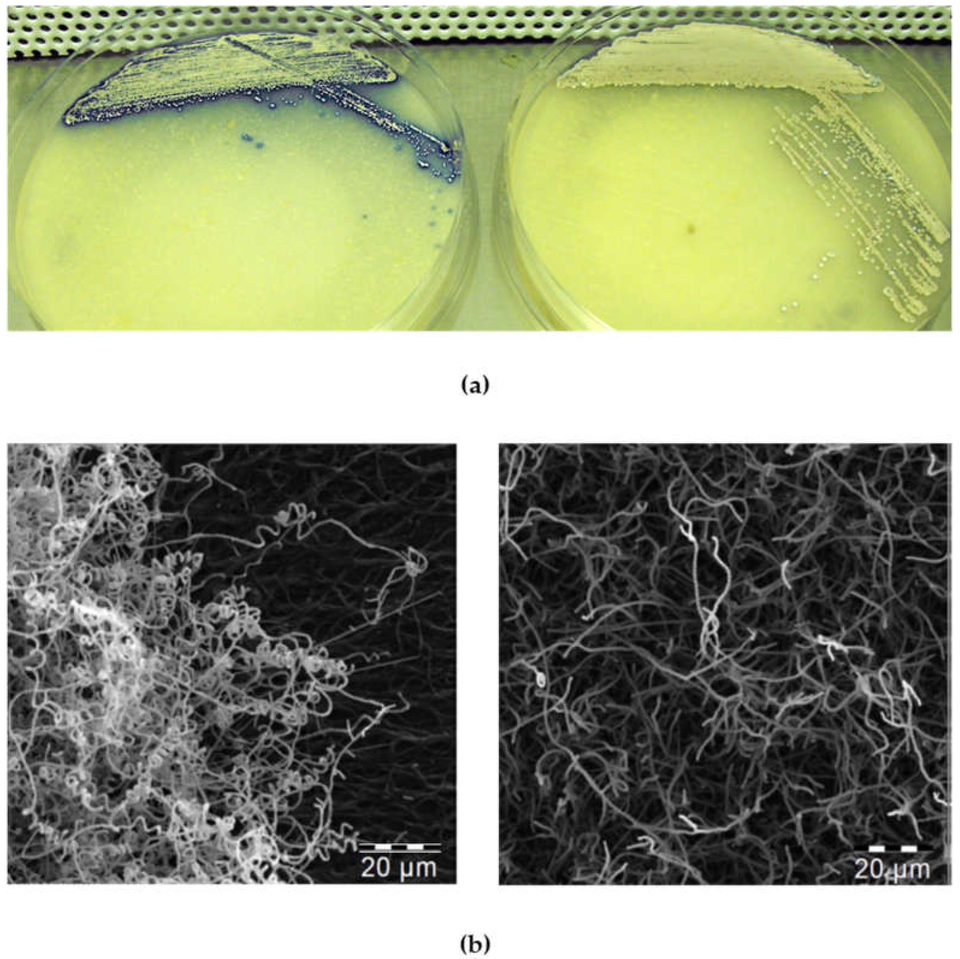 Microorganisms 09 02004 g005