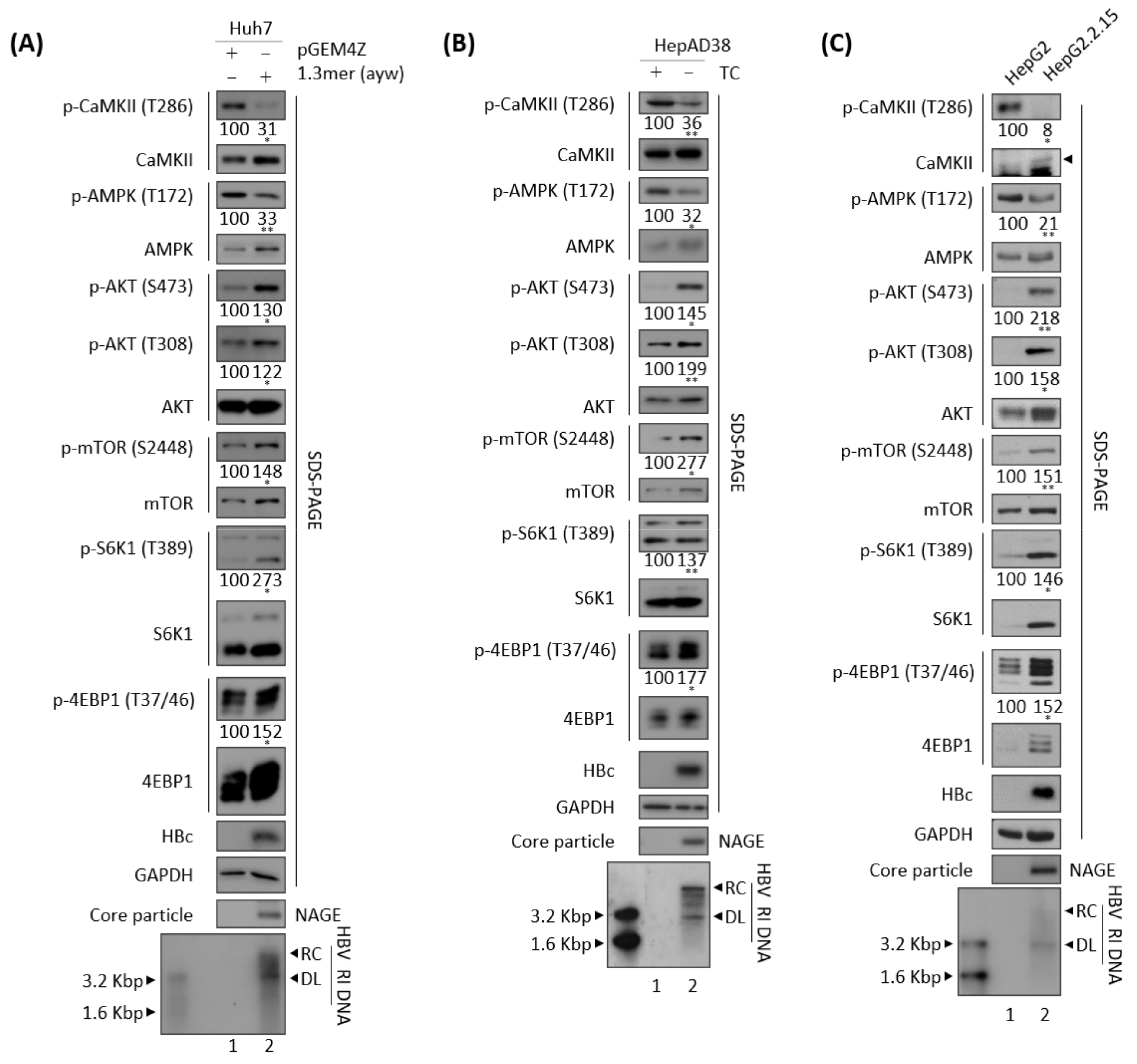 Microorganisms 10 00498 g003