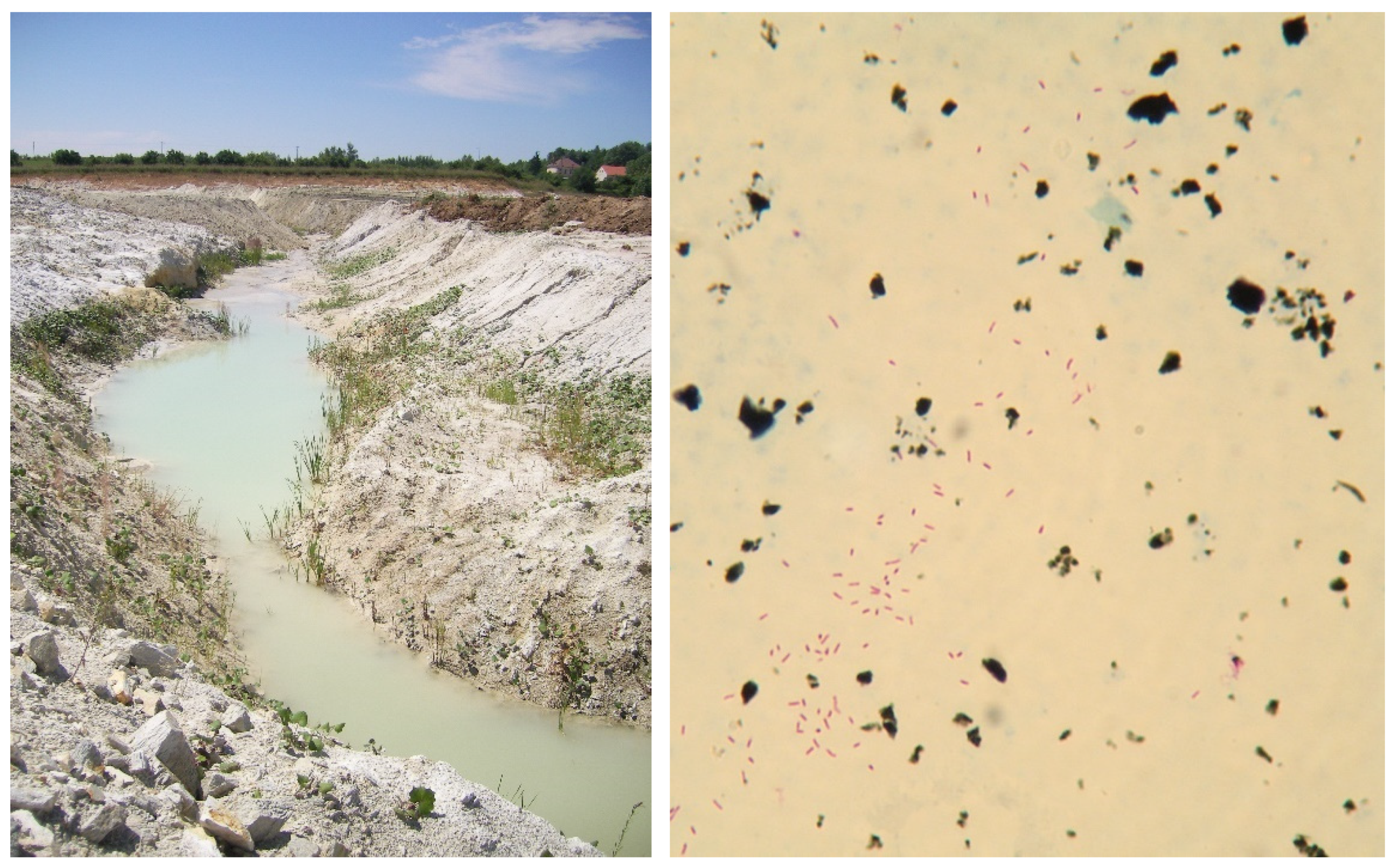 Microorganisms 10 01345 g003