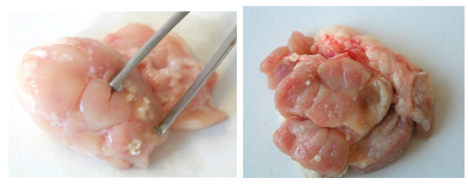 Microorganisms 10 01345 g004