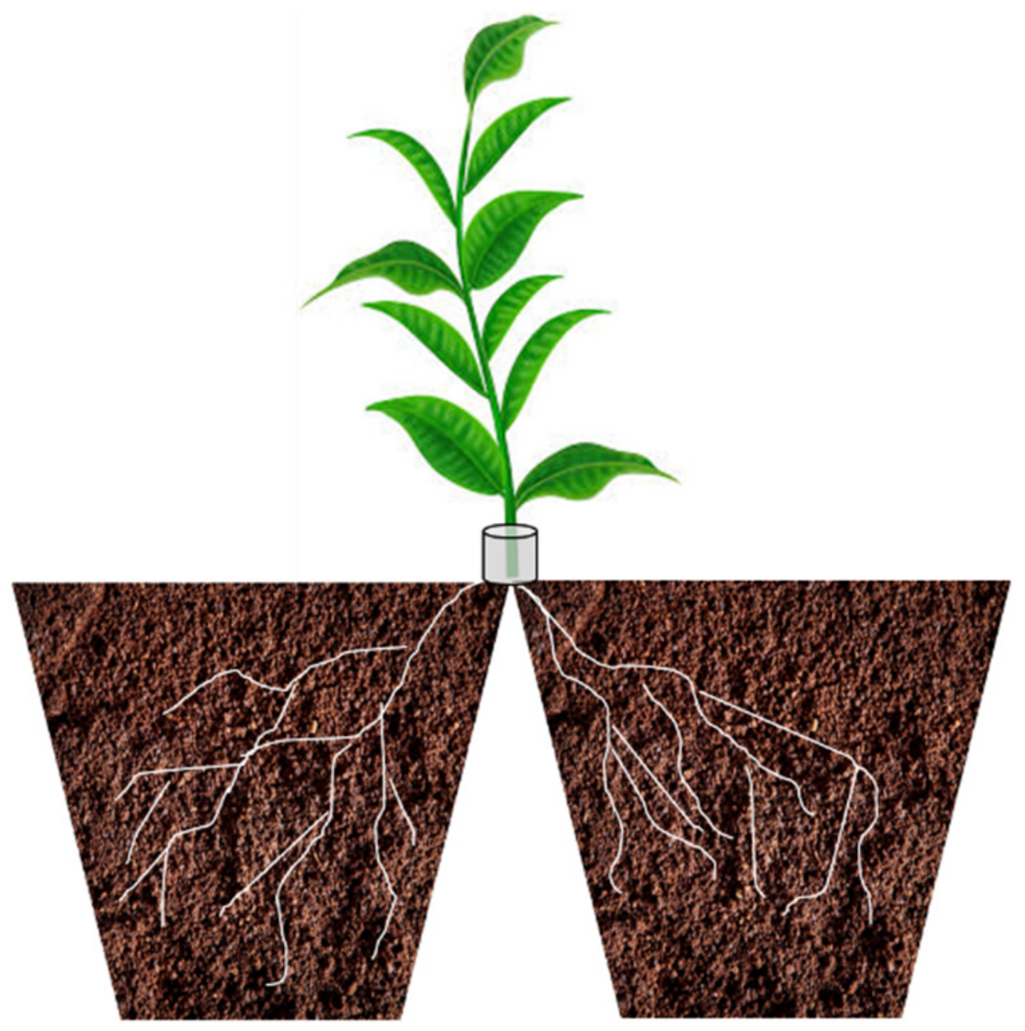 Microorganisms 10 01380 g008