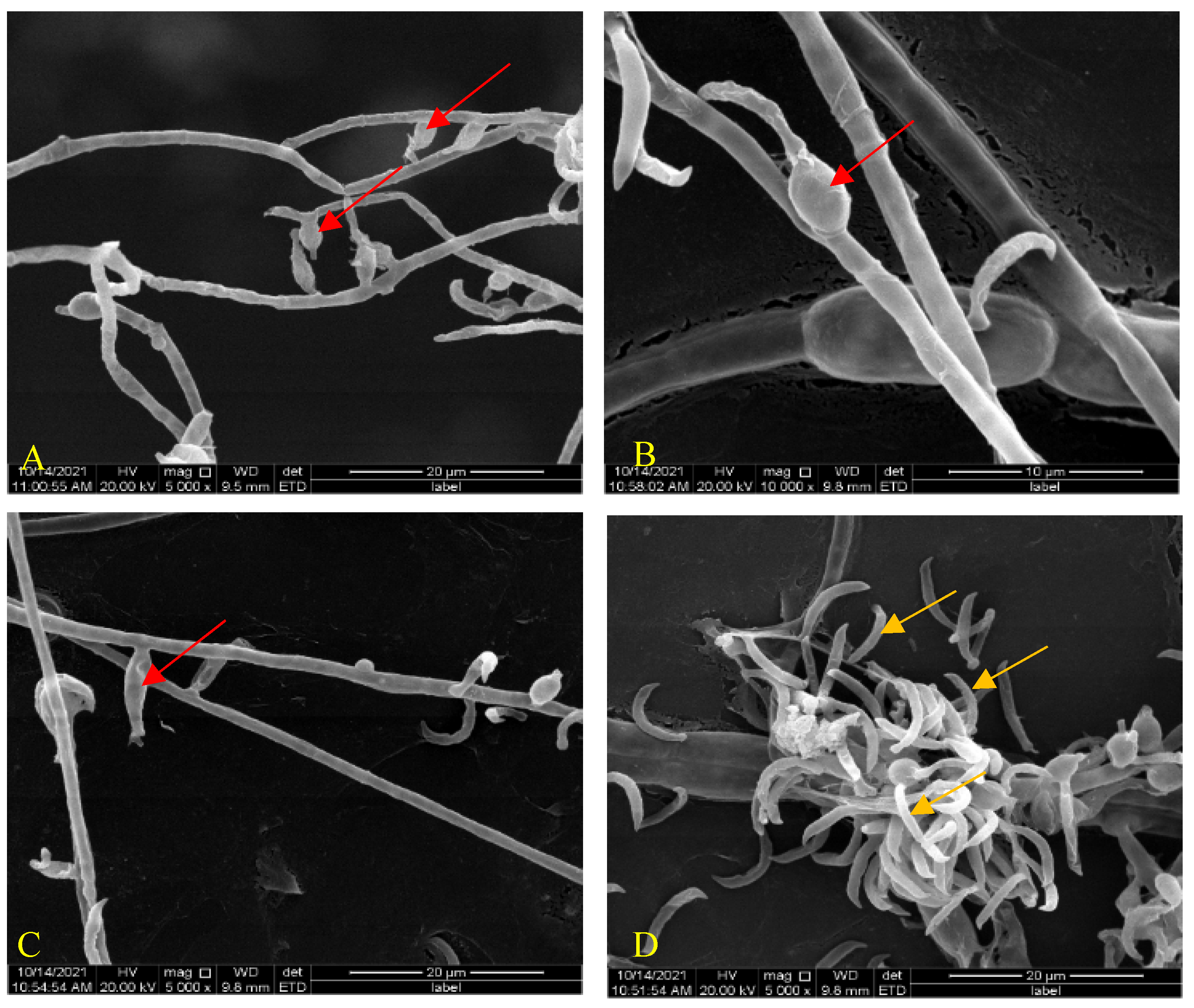 Microorganisms 10 01553 g001