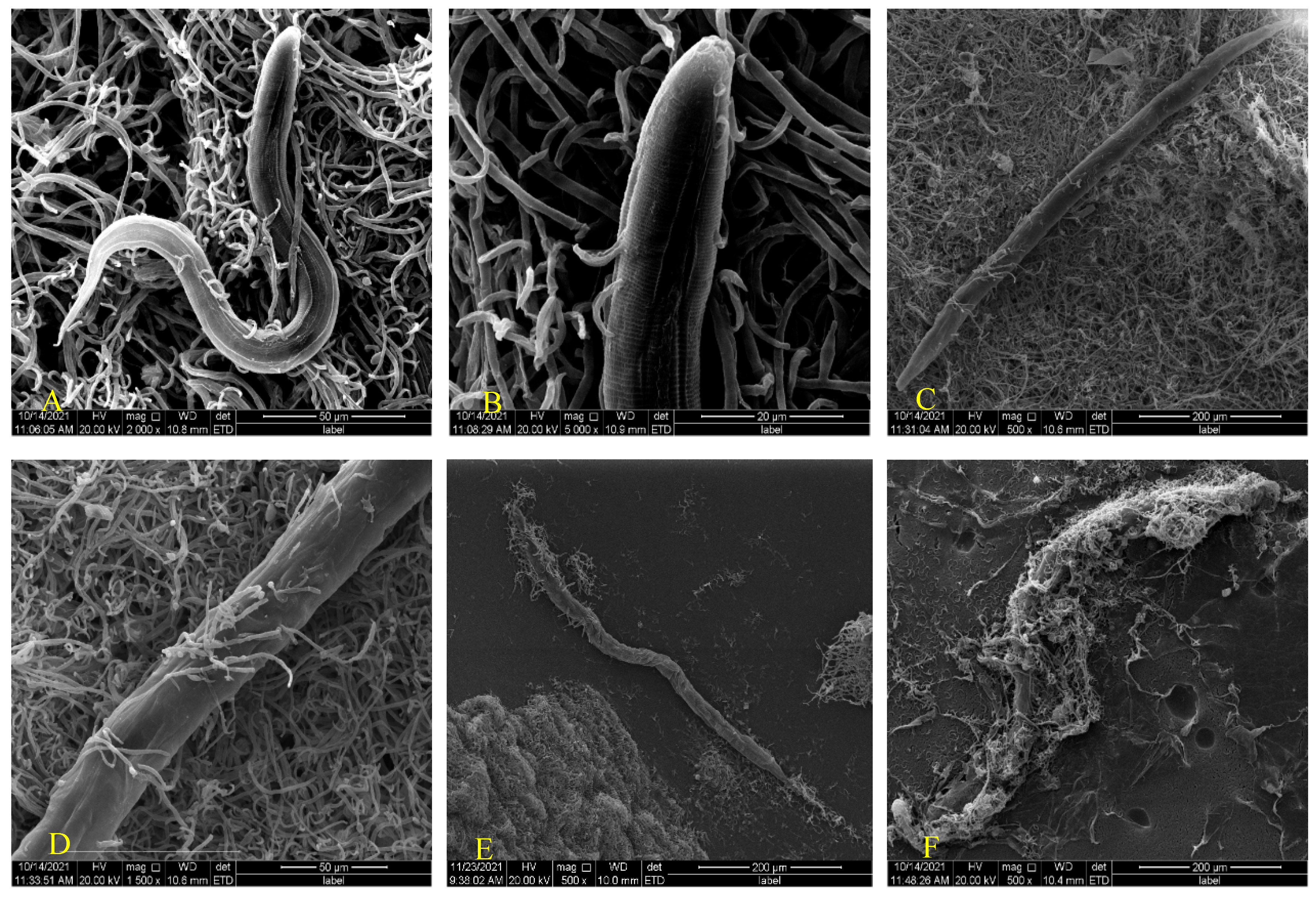 Microorganisms 10 01553 g002
