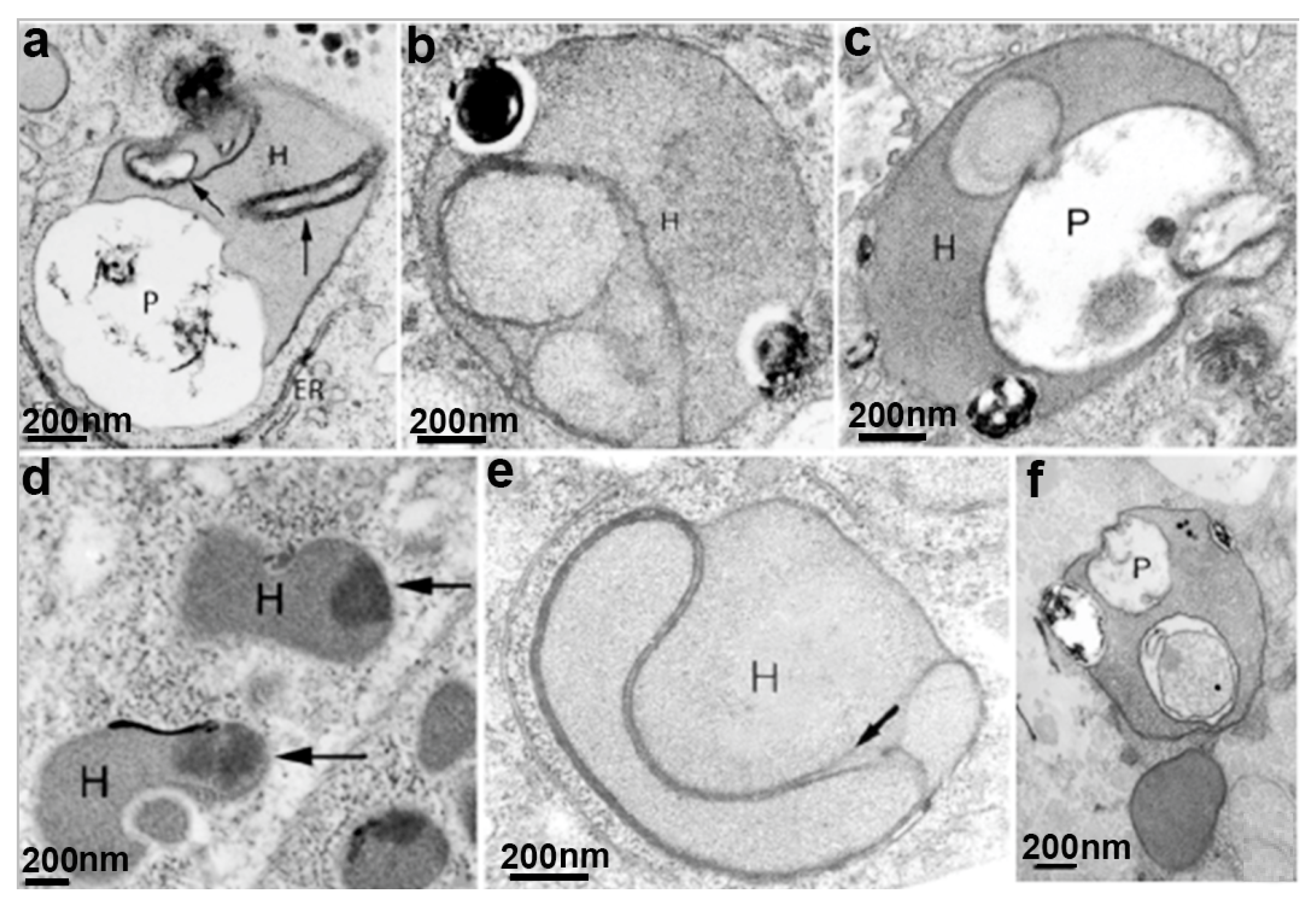 Microorganisms 10 02176 g007