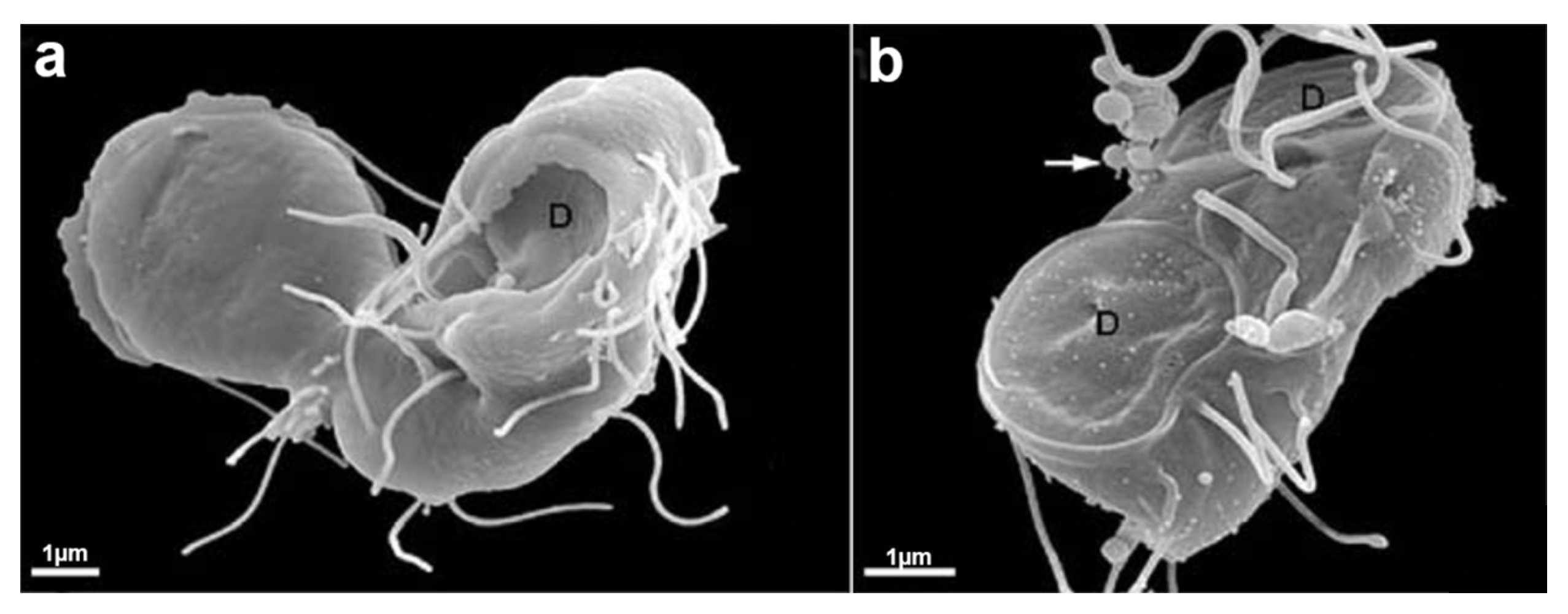Microorganisms 10 02176 g017