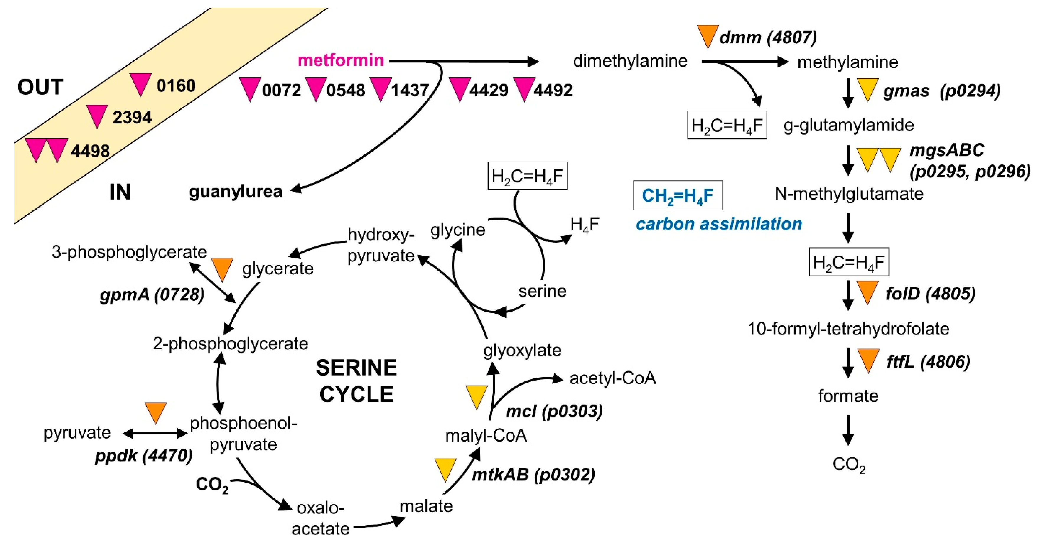 Microorganisms 10 02302 g006