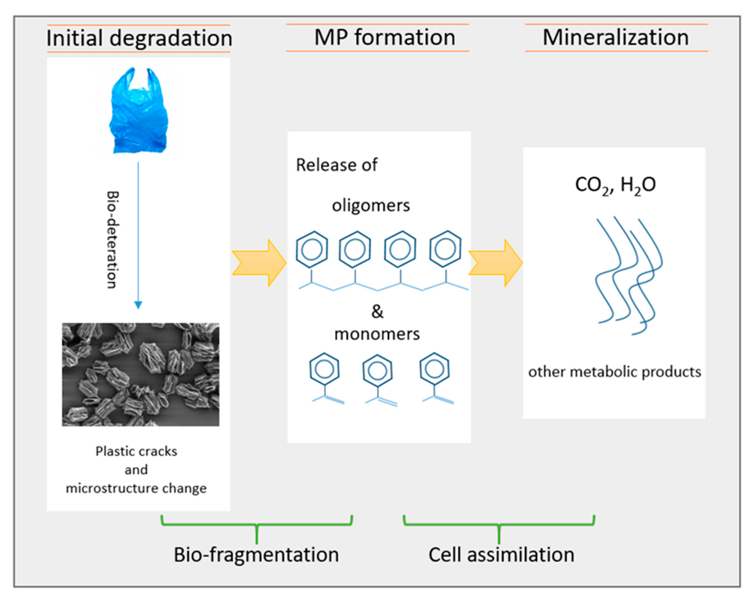 Microorganisms 10 02441 g001