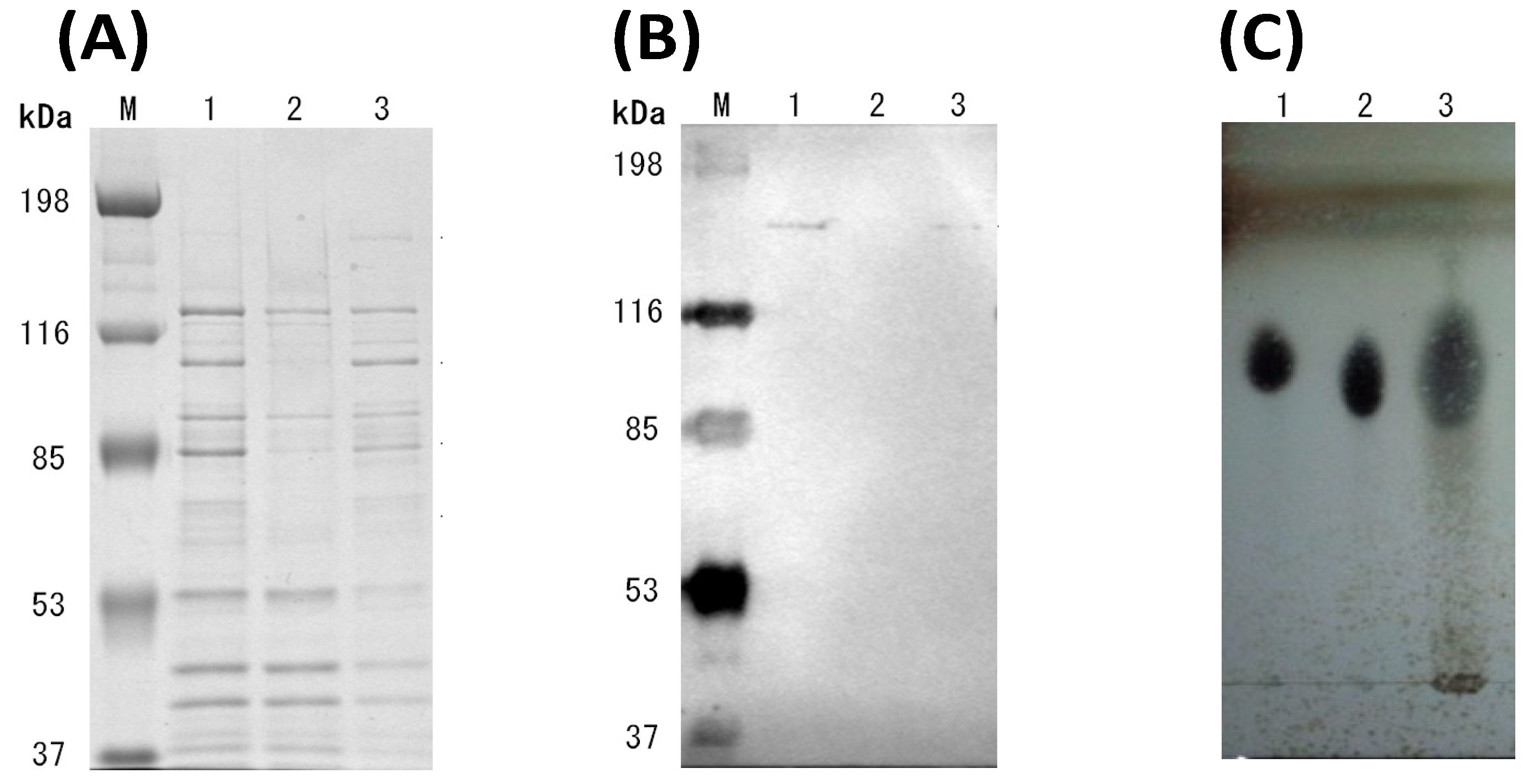 Microorganisms 10 02514 g002
