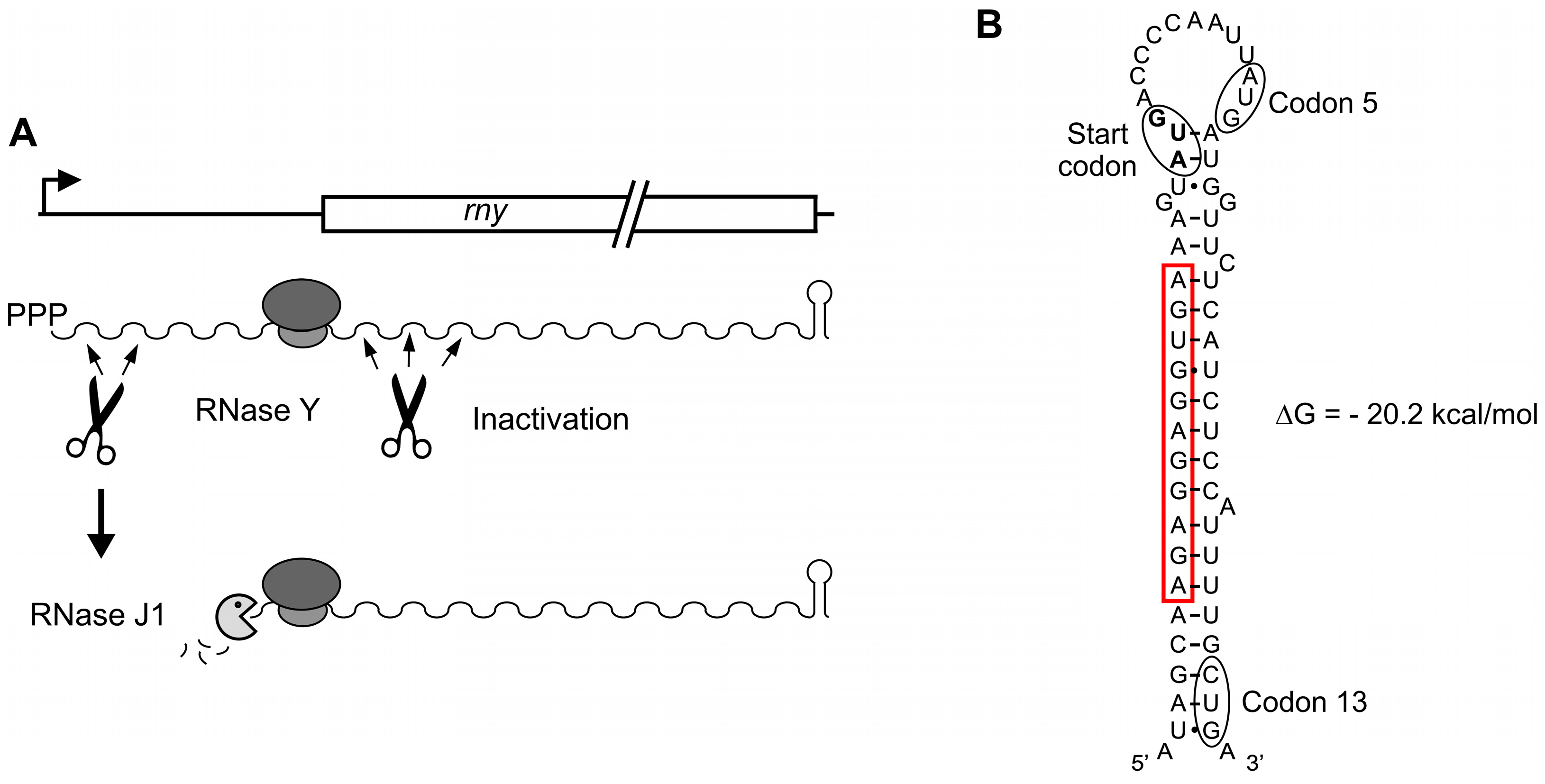 Microorganisms 11 01374 g005
