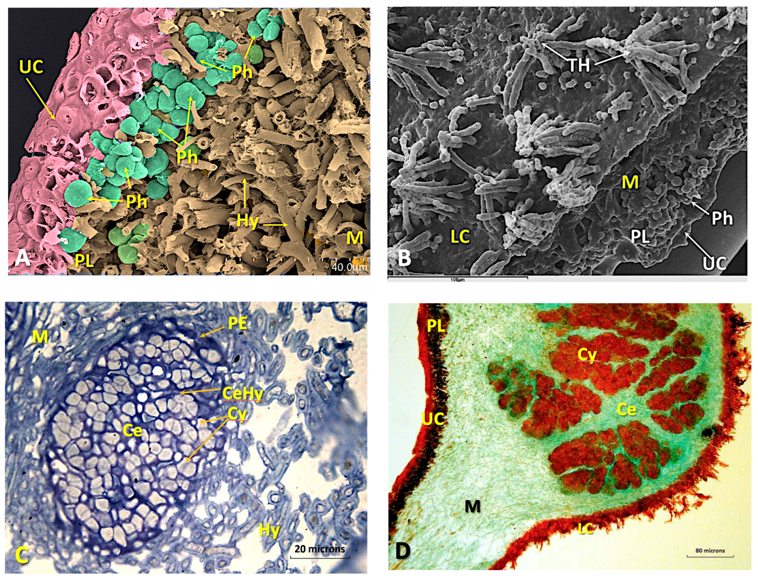 Microorganisms 11 01517 g002