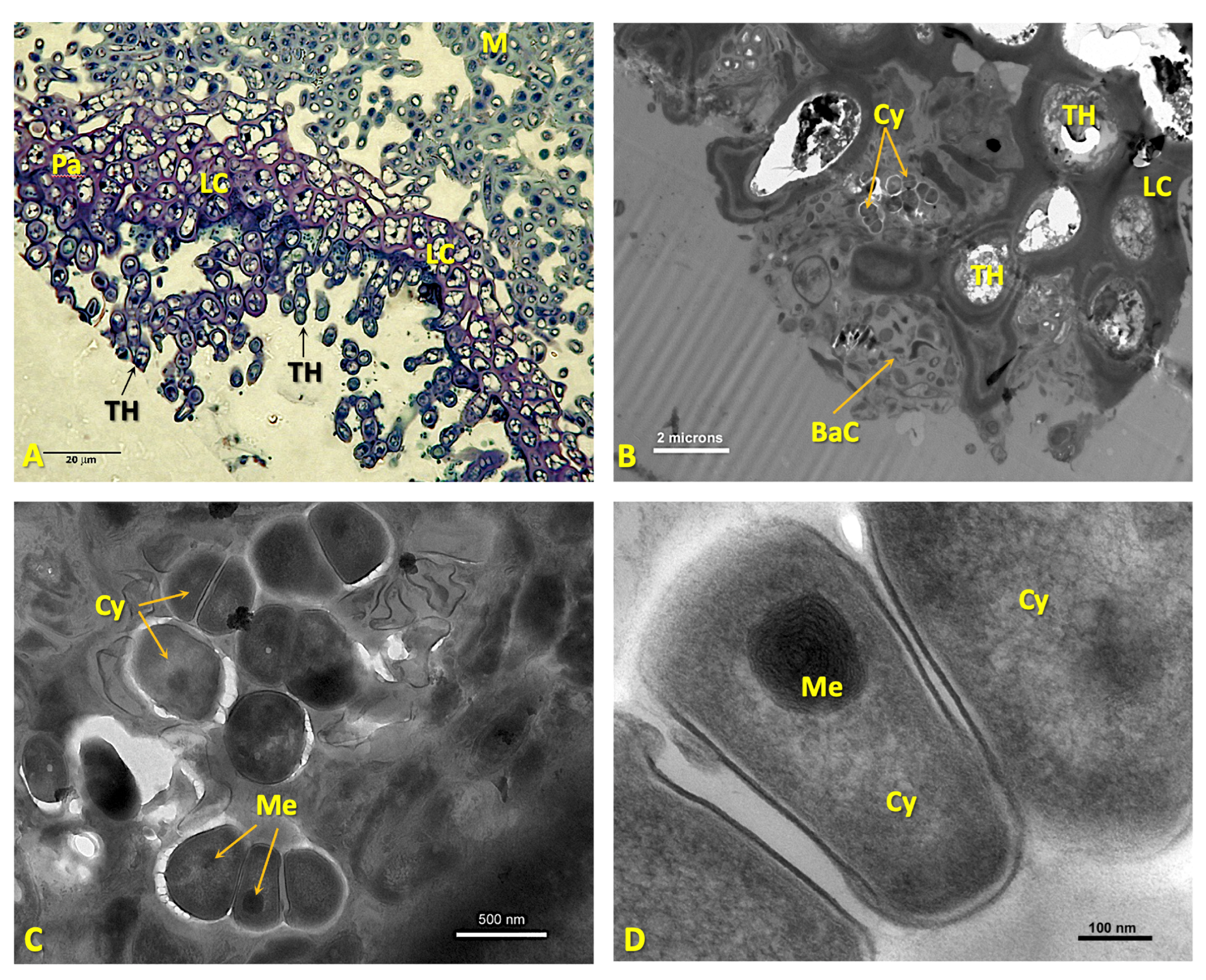 Microorganisms 11 01517 g003