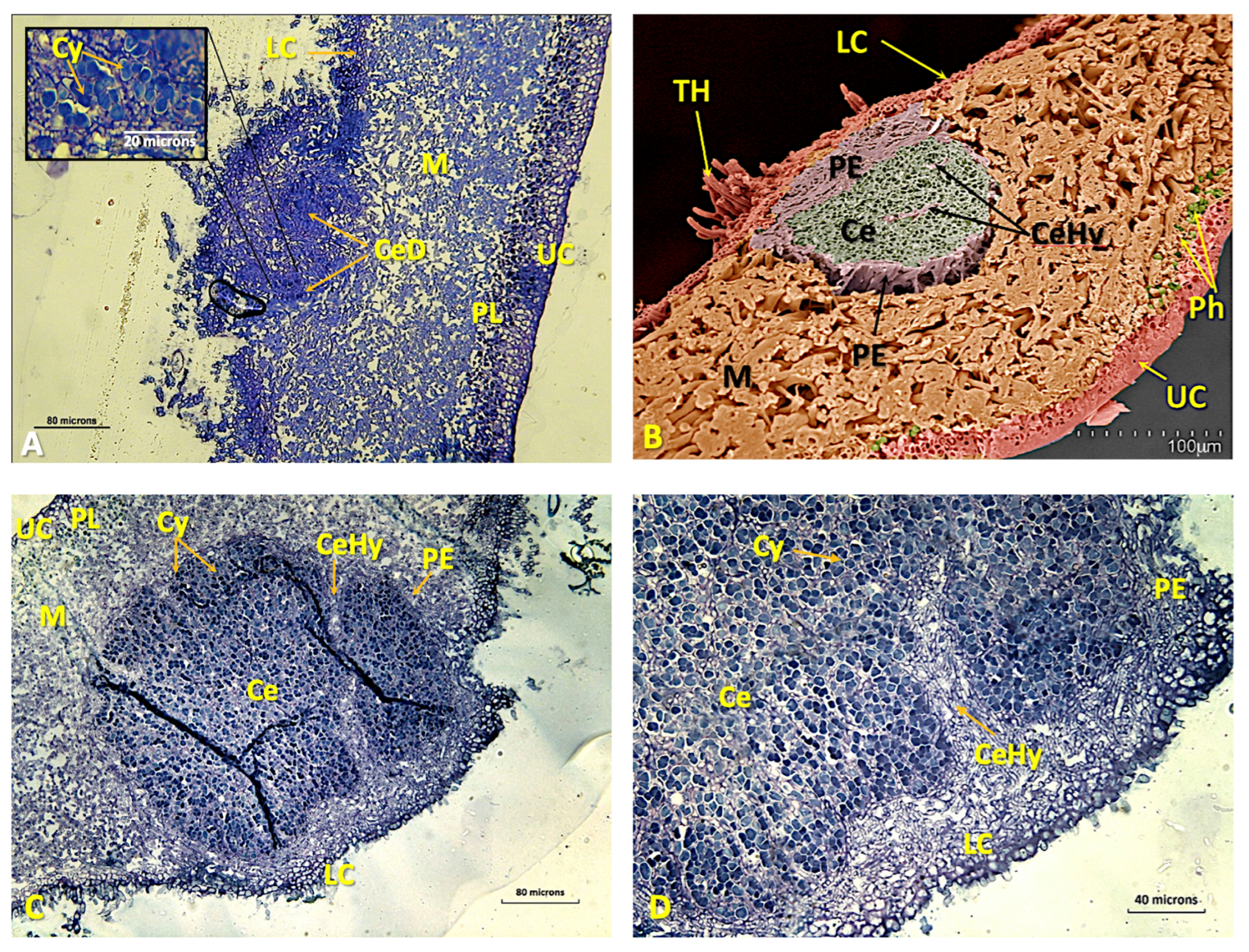 Microorganisms 11 01517 g004
