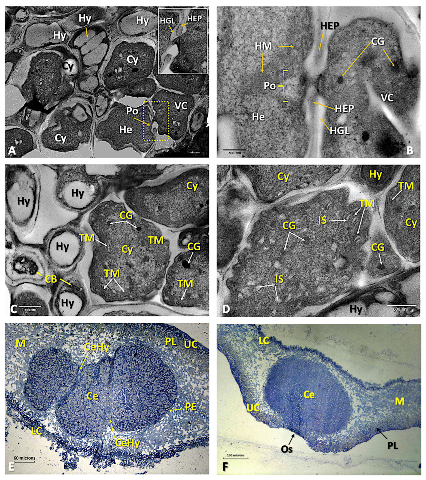 Microorganisms 11 01517 g005