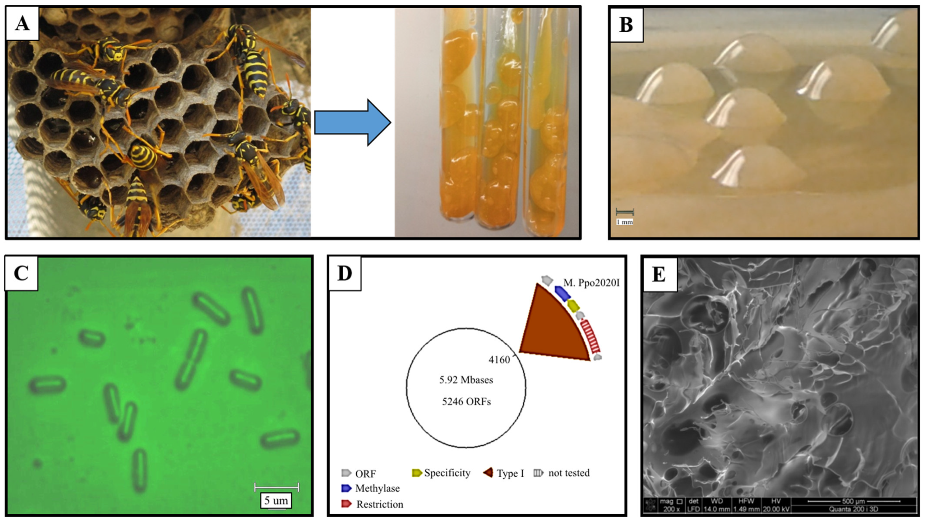 Microorganisms 11 01541 g003 Microorganisms 11 01541 g003