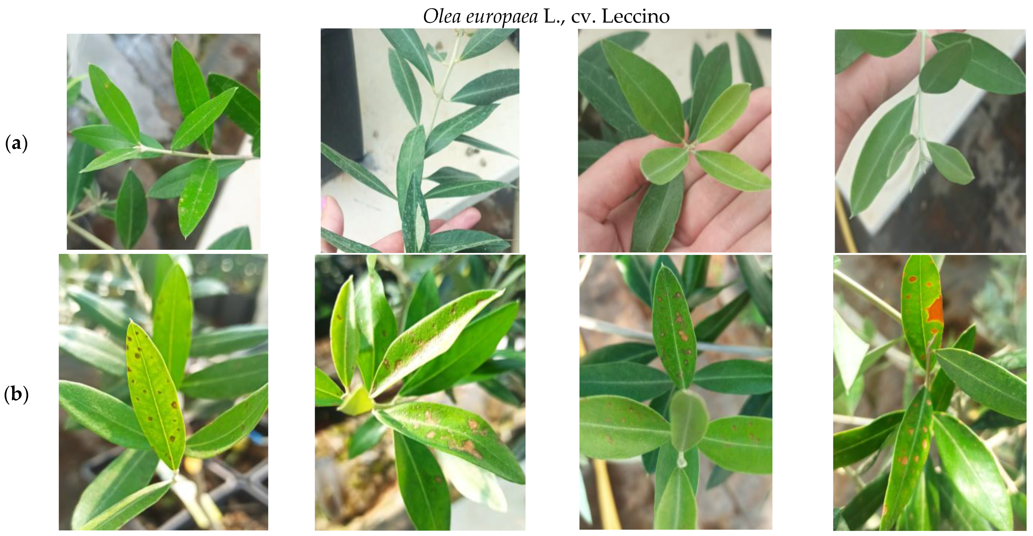 Microorganisms 11 02735 g005