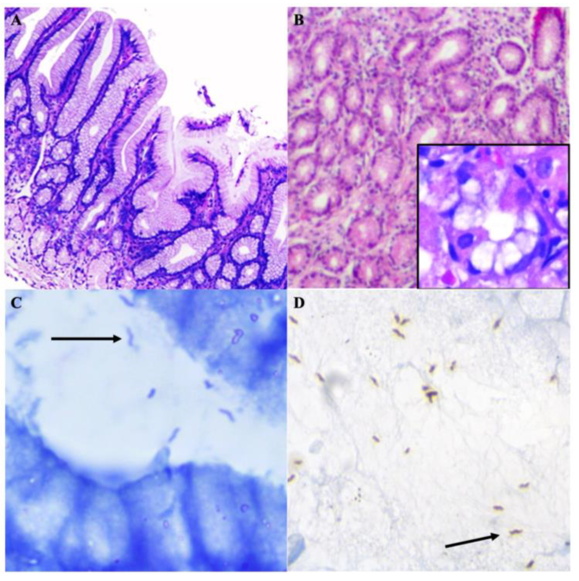 Microorganisms 11 02748 g003