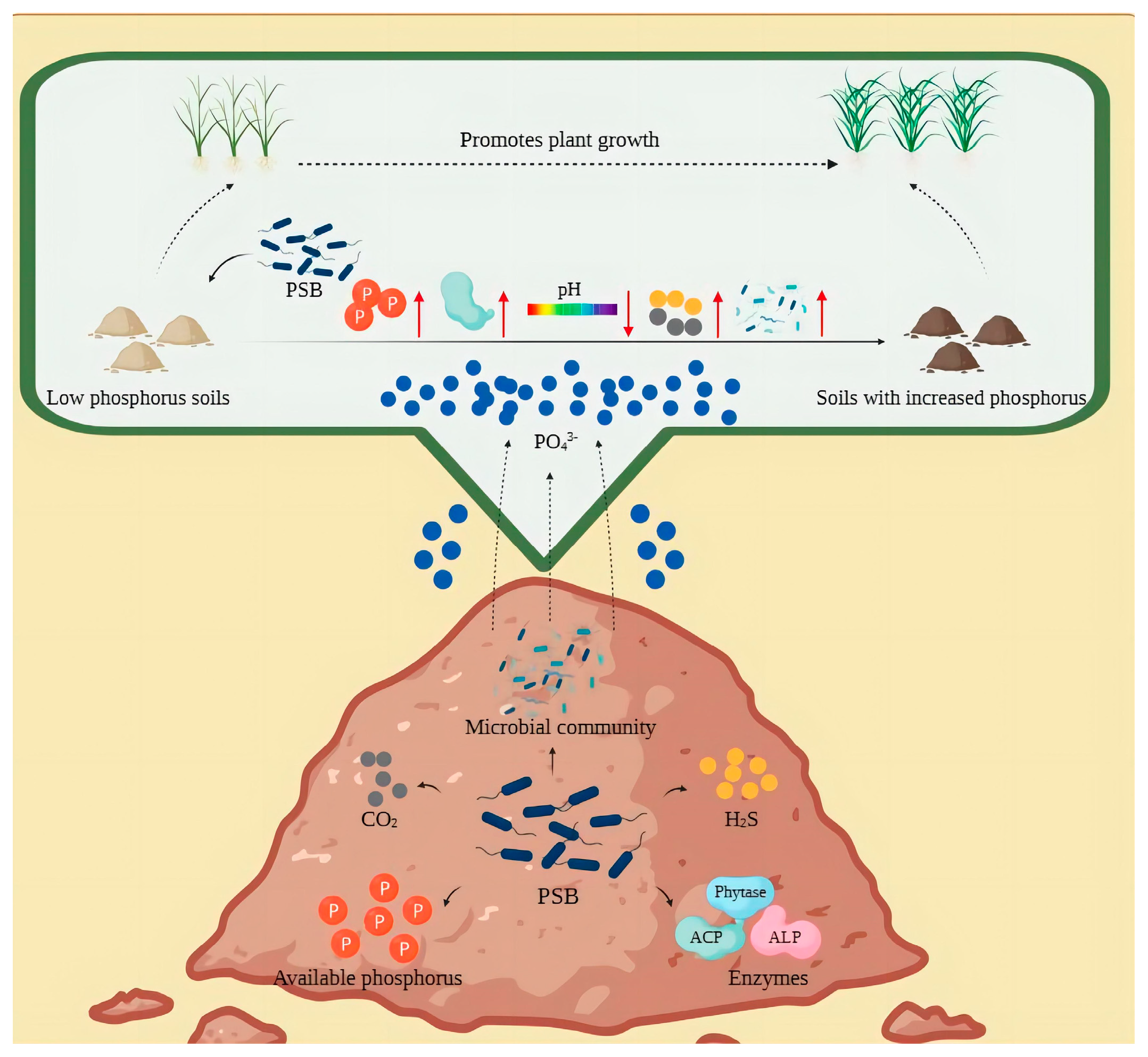 Microorganisms 11 02904 g003